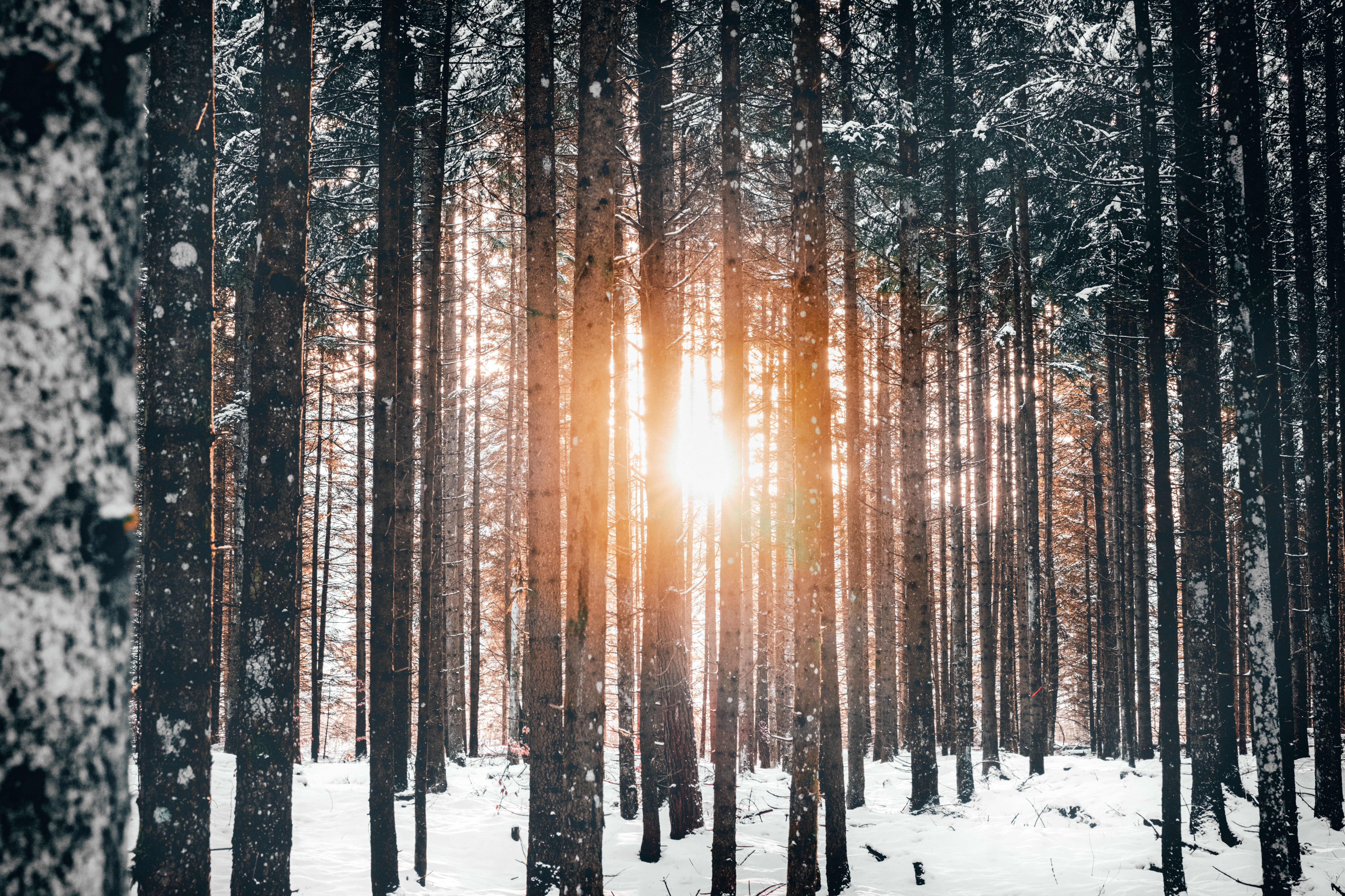 Download mobile wallpaper Snow, Winter, Forest, Trees, Nature, Sun for free.