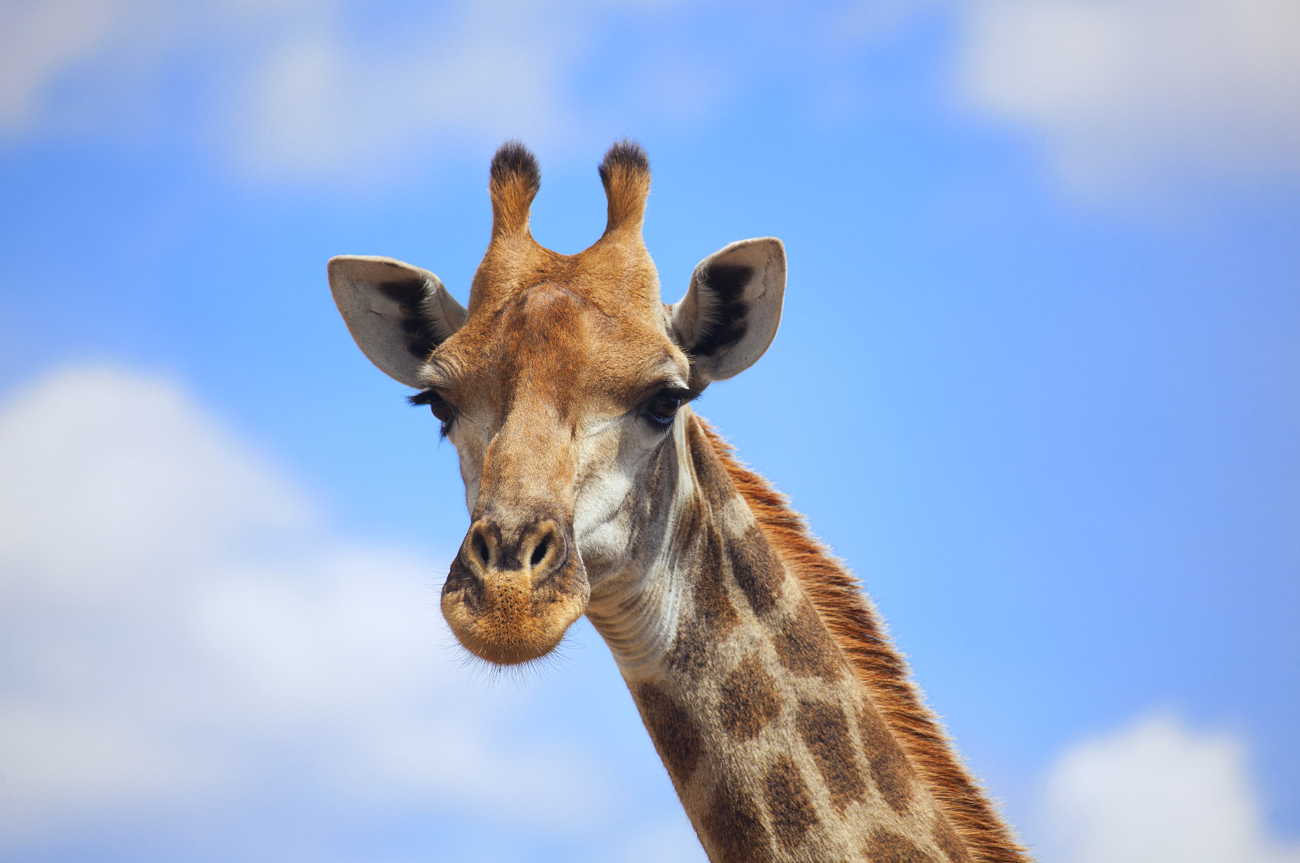 561266 télécharger le fond d'écran animaux, girafe - économiseurs d'écran et images gratuitement