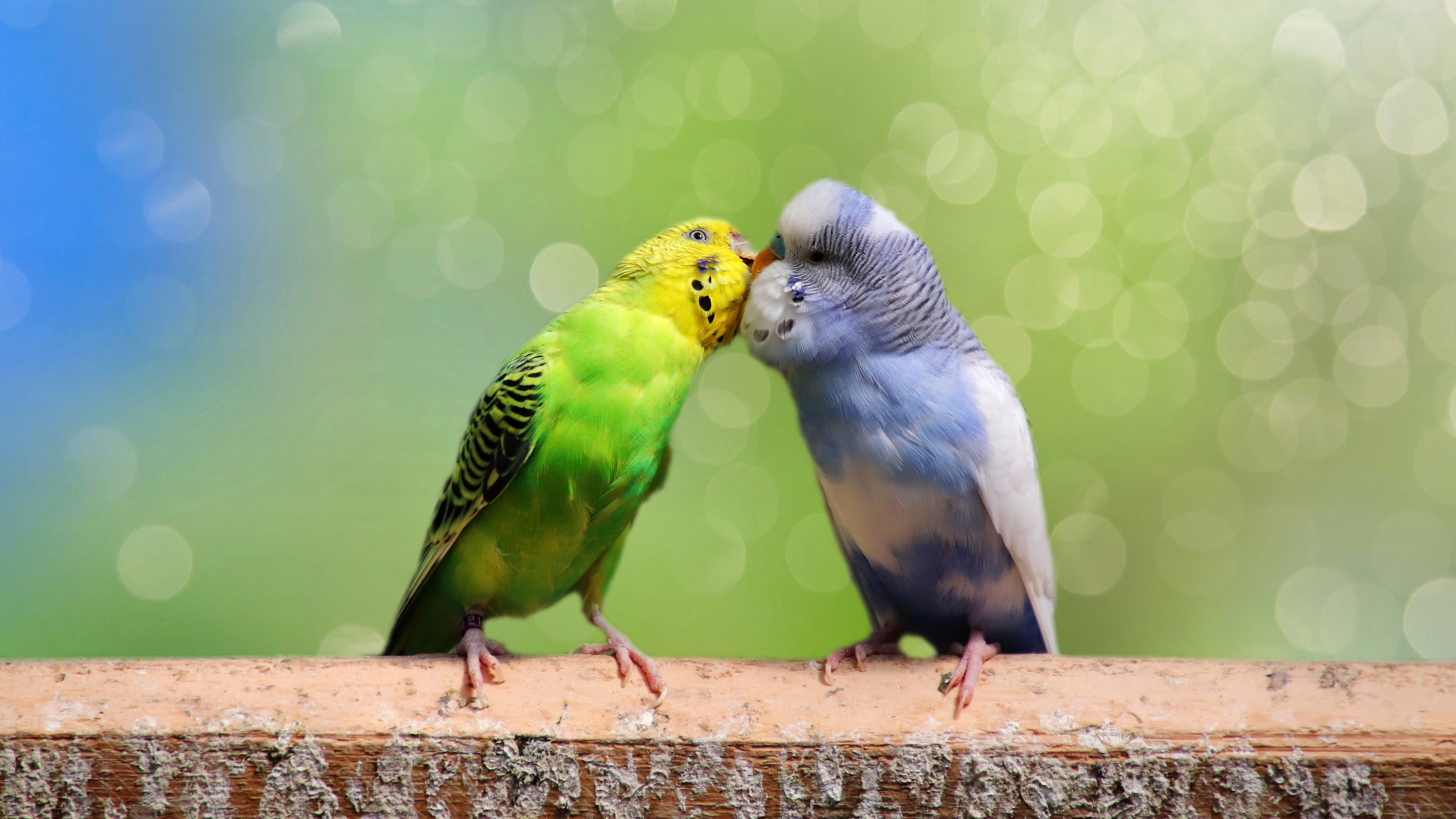 Download mobile wallpaper Birds, Bird, Animal, Budgerigar, Parrot for free.