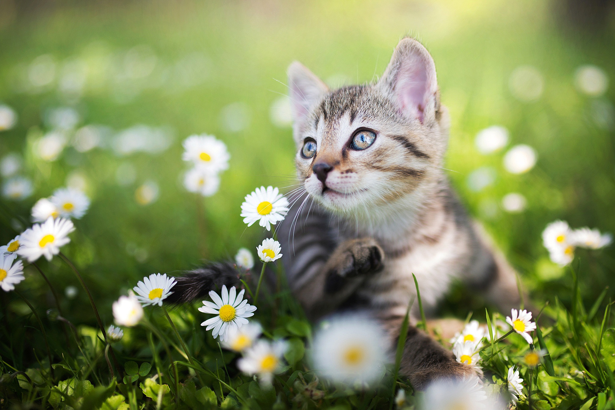 Download mobile wallpaper Cats, Flower, Cat, Kitten, Blur, Animal, White Flower, Baby Animal for free.