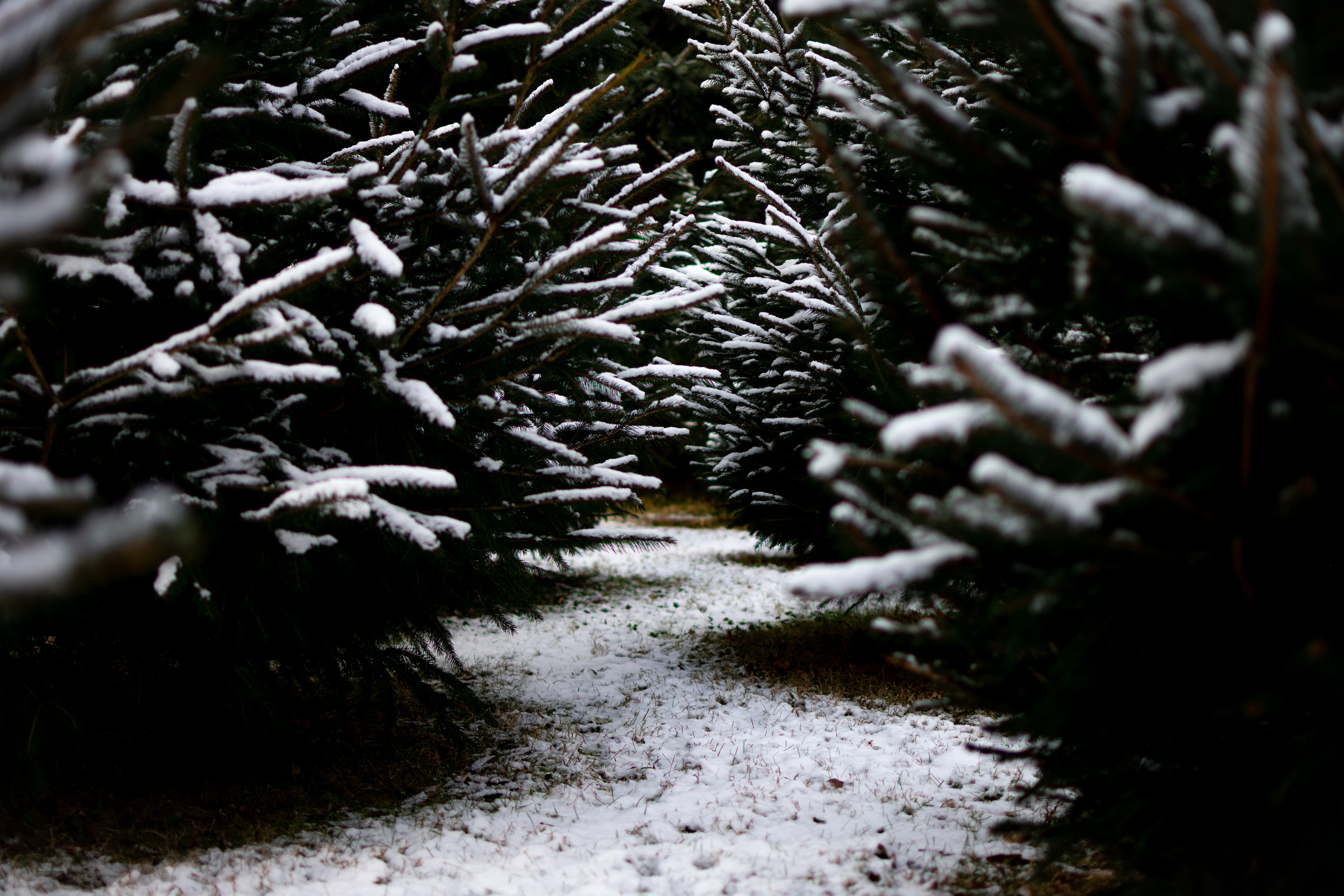 Download mobile wallpaper Winter, Branches, Path, Snow, Nature for free.