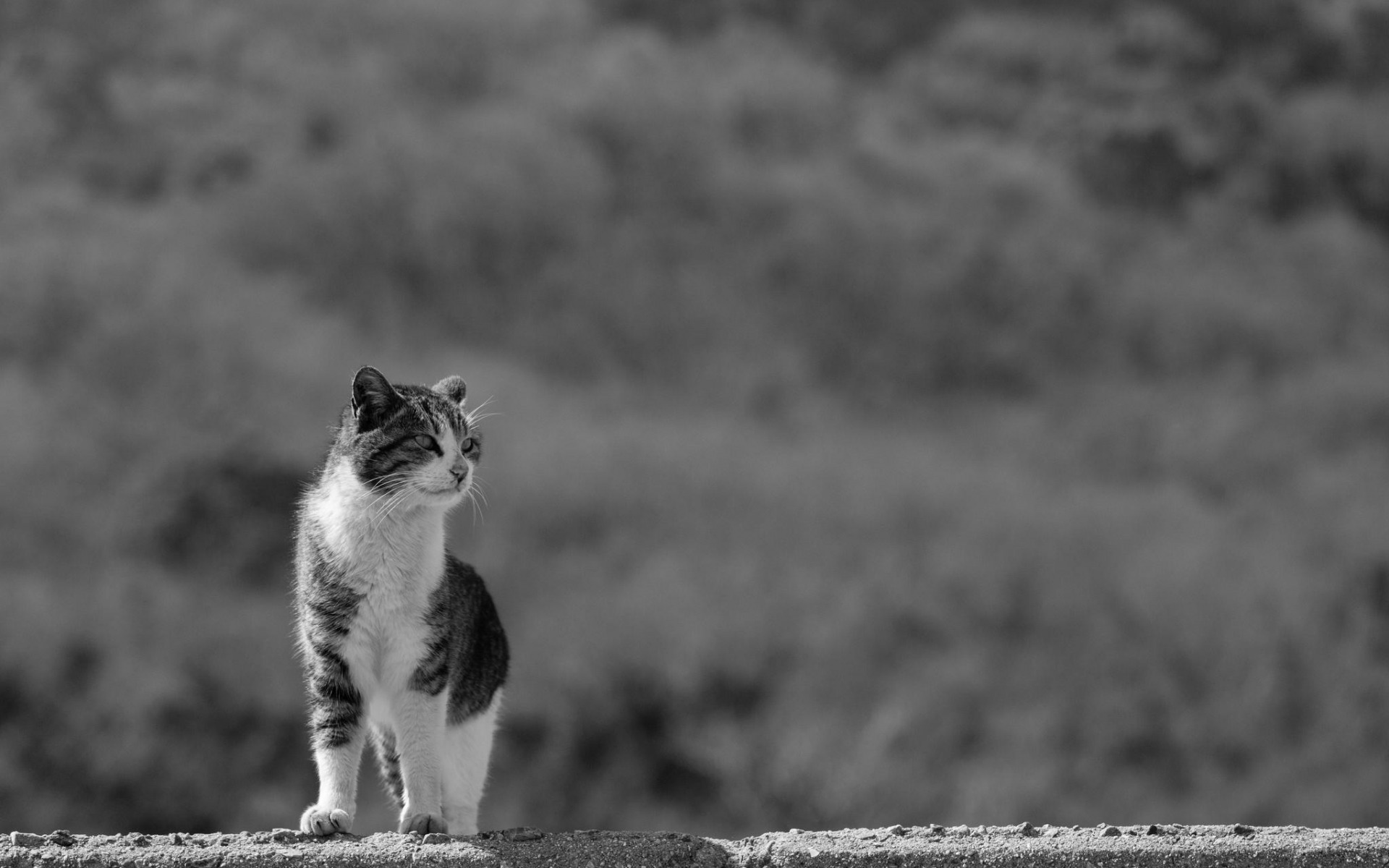 Baixe gratuitamente a imagem Animais, Gatos, Gato na área de trabalho do seu PC