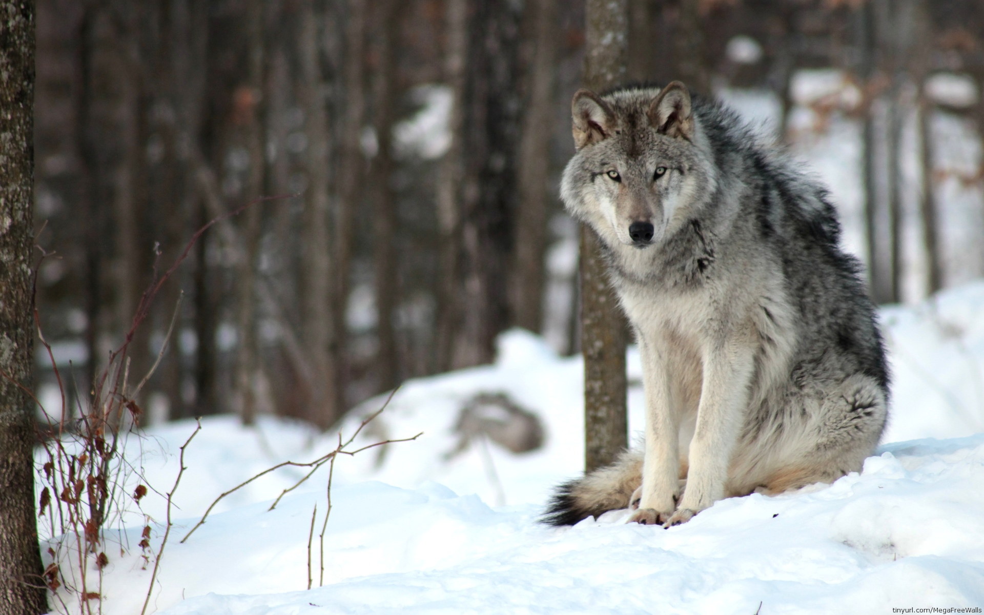 Téléchargez des papiers peints mobile Wolves, Loup, Chien, Animaux gratuitement.