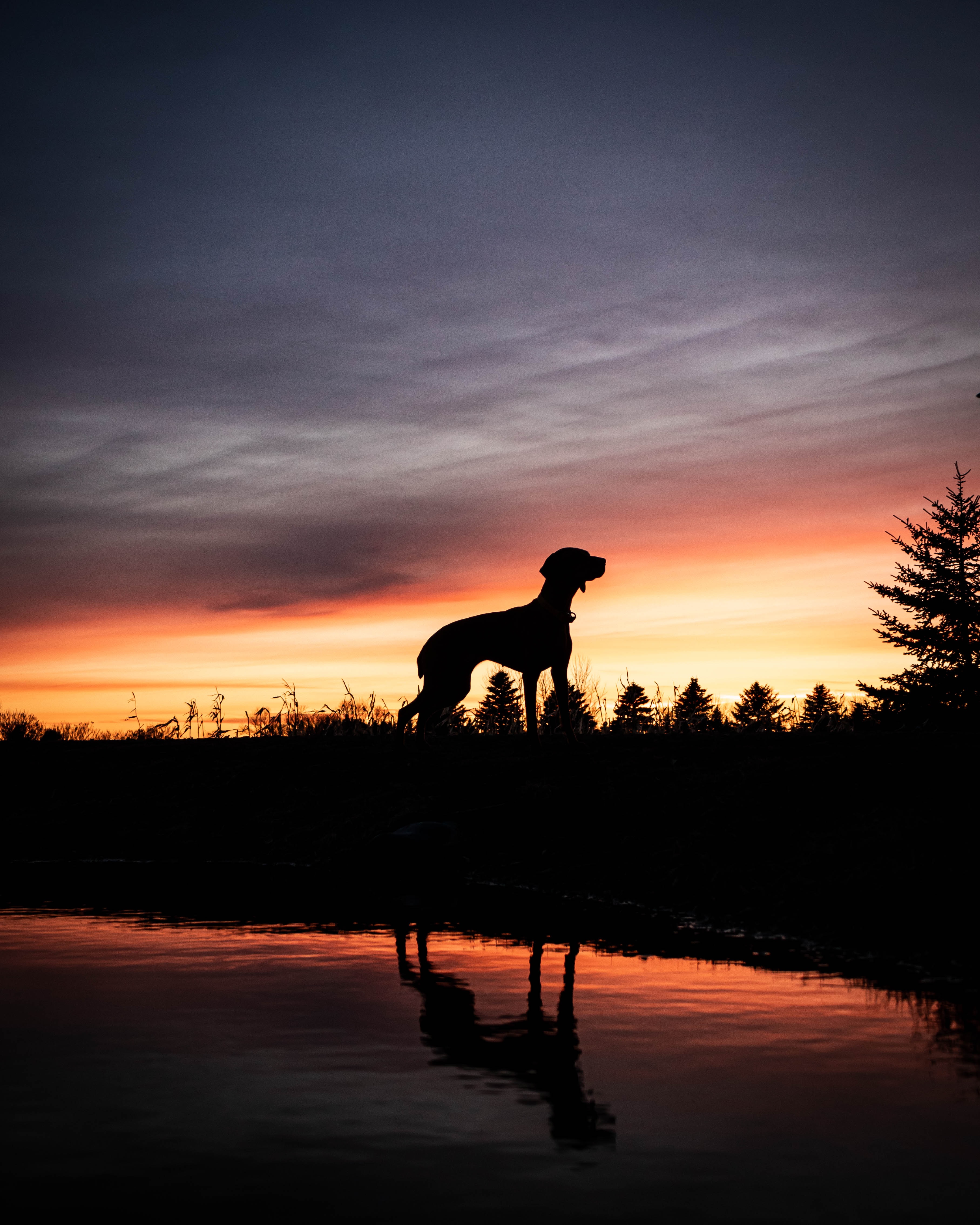 Download mobile wallpaper Animals, Dog, Sunset, Silhouette for free.