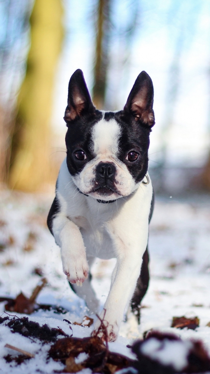 Download mobile wallpaper Dogs, Animal, Boston Terrier for free.