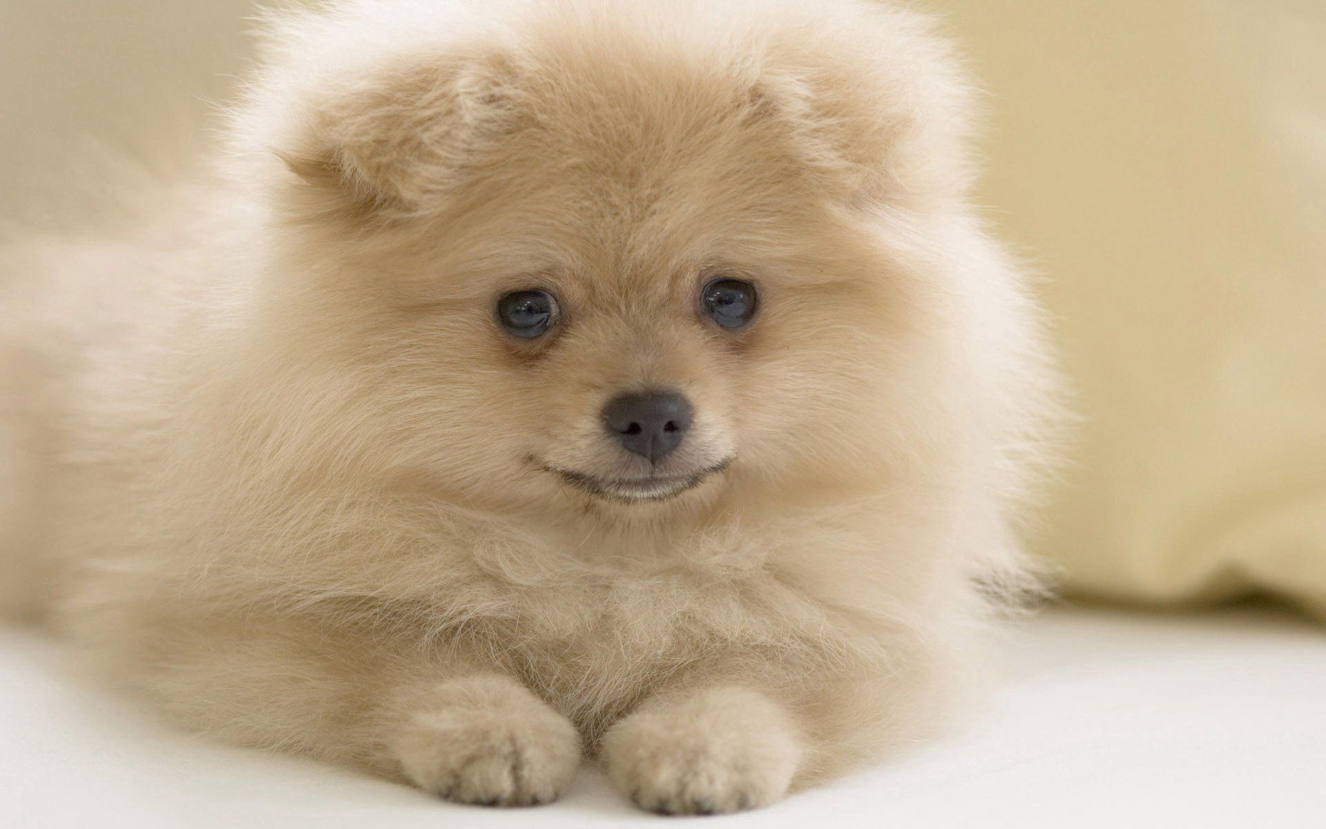 Free download wallpaper Animals, Fluffy, Dog, Muzzle on your PC desktop