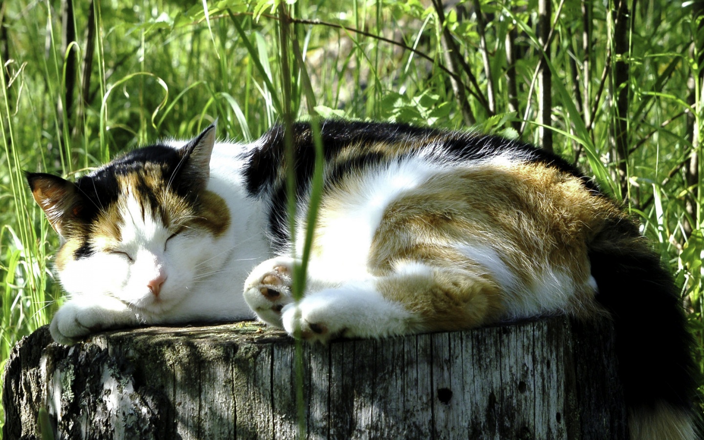 Descarga gratuita de fondo de pantalla para móvil de Animales, Gato.