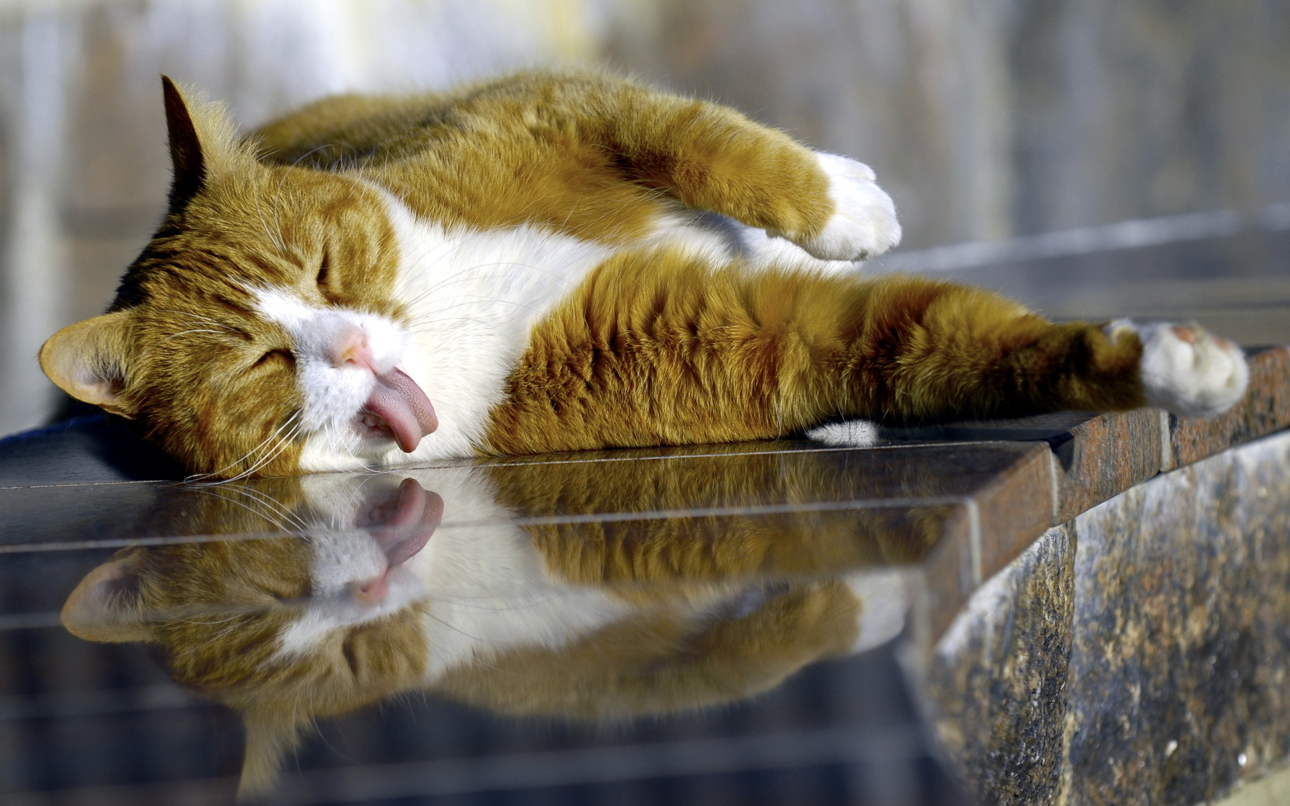 Téléchargez gratuitement l'image Animaux, Chats, Chat sur le bureau de votre PC