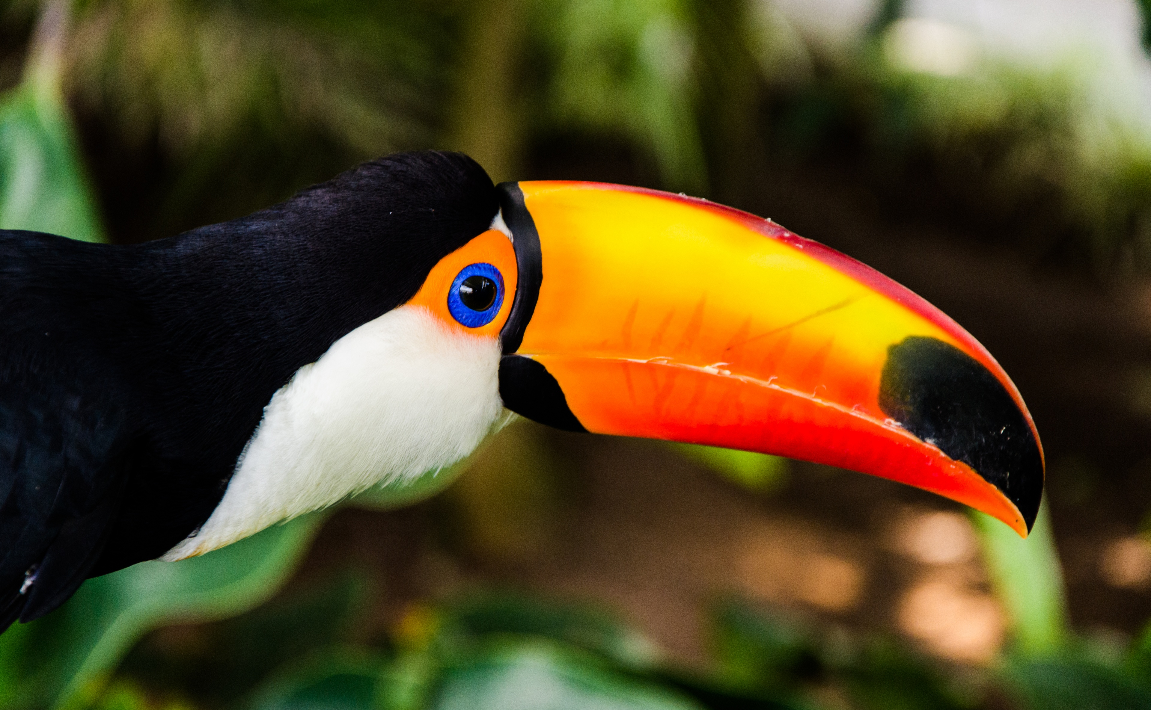 animal, toco toucan, bird, birds