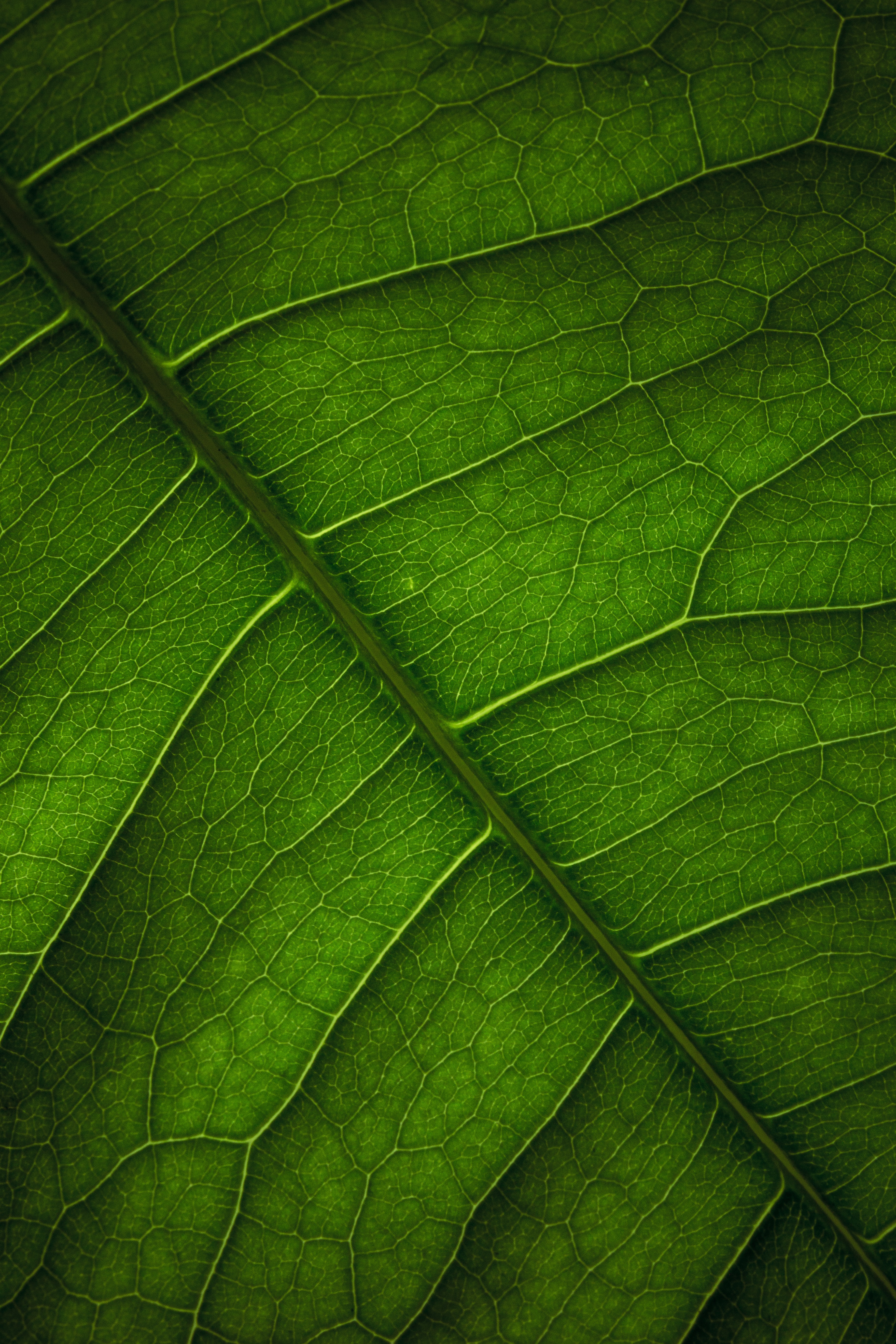 PC Wallpapers macro, green, surface, leaflet, veins