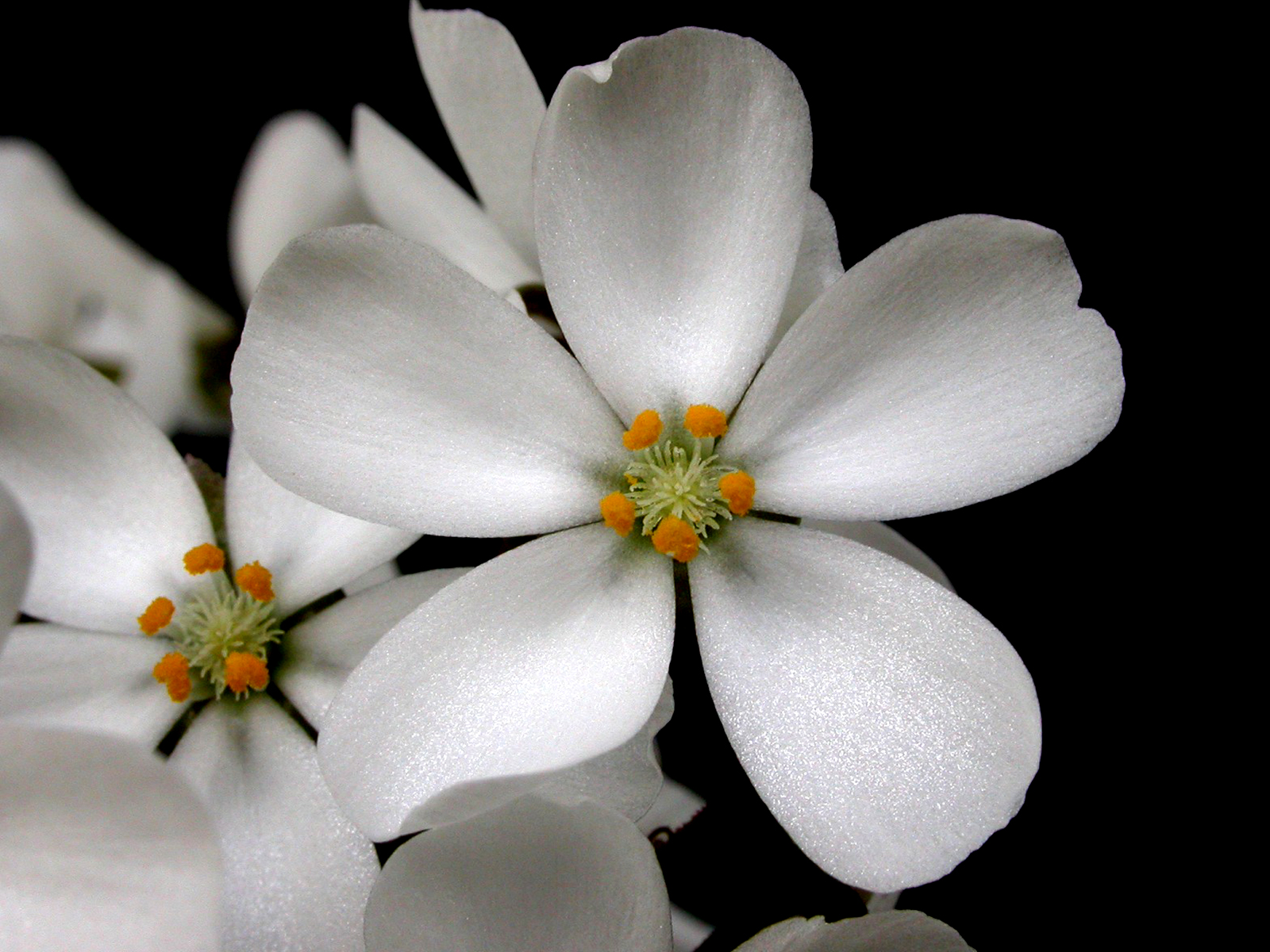 Descarga gratis la imagen Flores, Flor, Tierra/naturaleza en el escritorio de tu PC