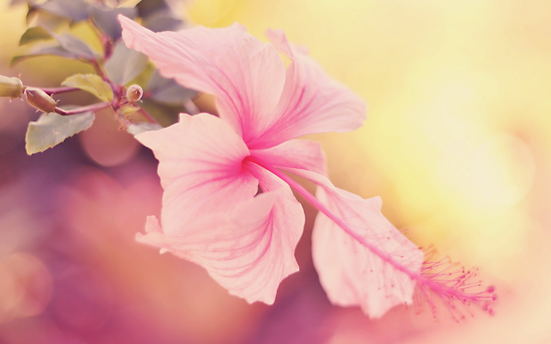 253672 télécharger l'image pastel, hibiscus, fleurs, terre/nature, fleur - fonds d'écran et économiseurs d'écran gratuits