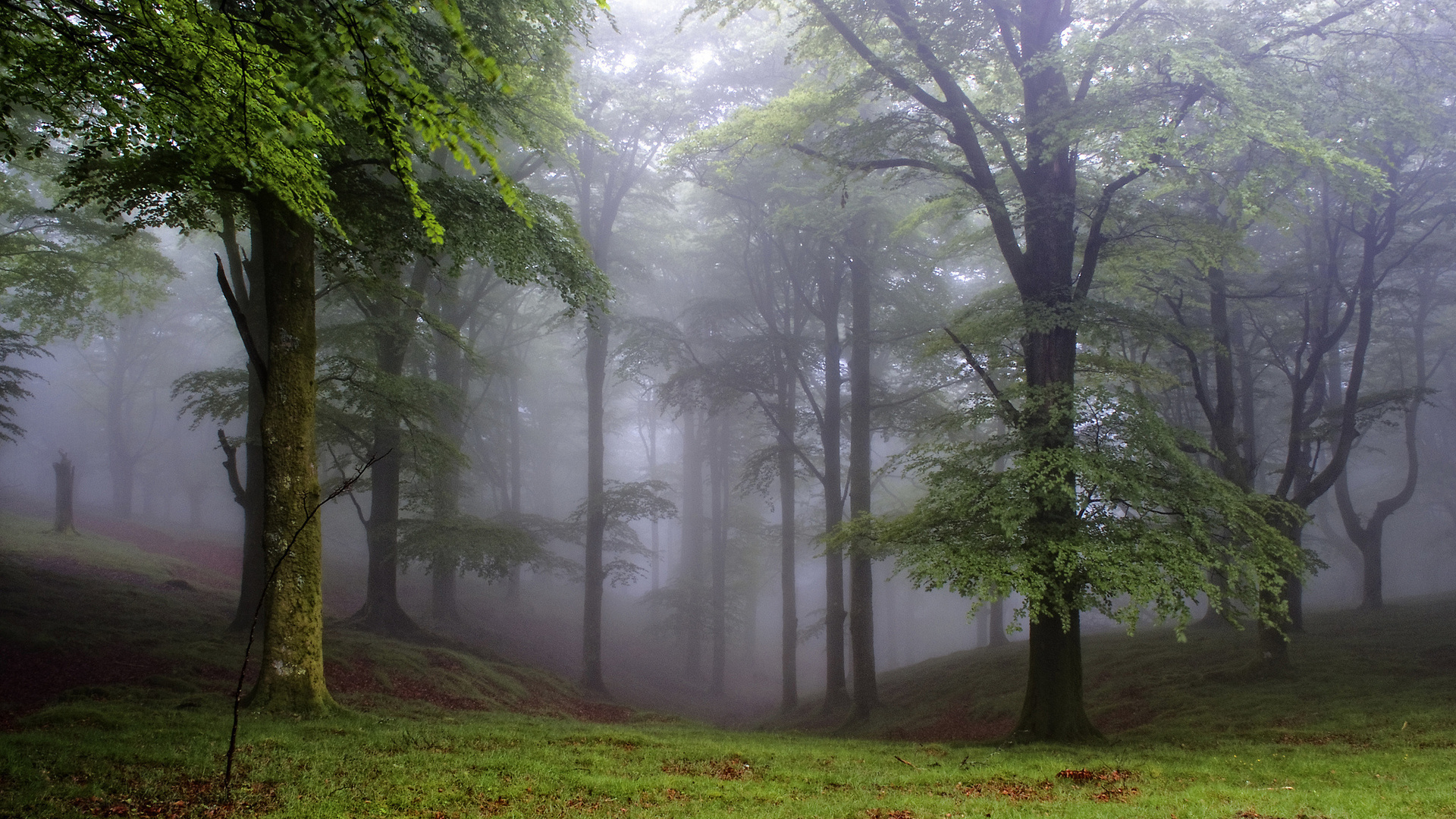 Descarga gratuita de fondo de pantalla para móvil de Niebla, Tierra/naturaleza.