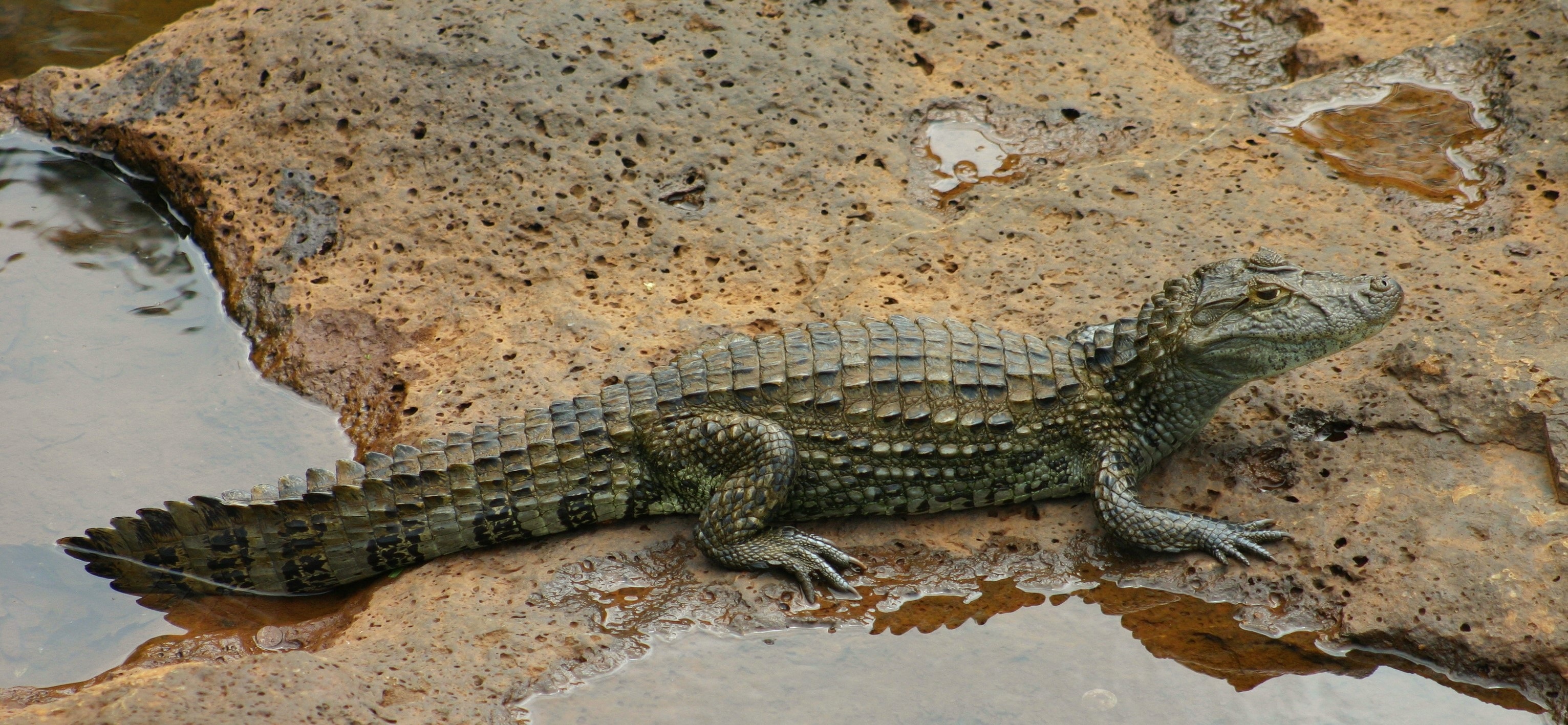 Free download wallpaper Animal, Reptile, Reptiles, Pond, Crocodile on your PC desktop