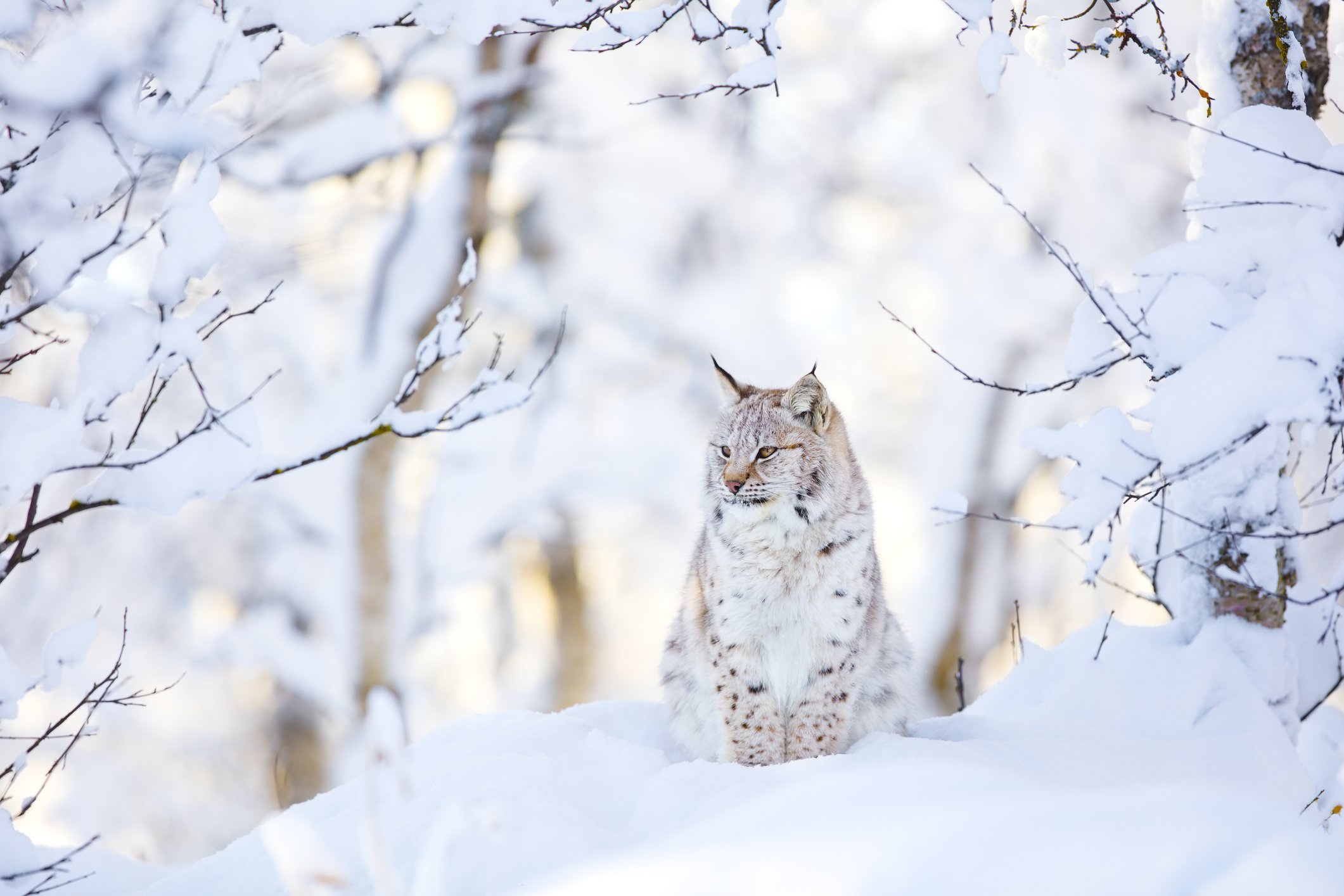 Handy-Wallpaper Tiere, Winter, Katzen, Schnee, Luchs kostenlos herunterladen.