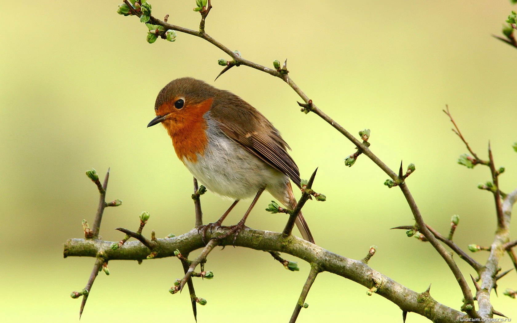 Baixar papel de parede para celular de Pássaro, Aves, Animais gratuito.