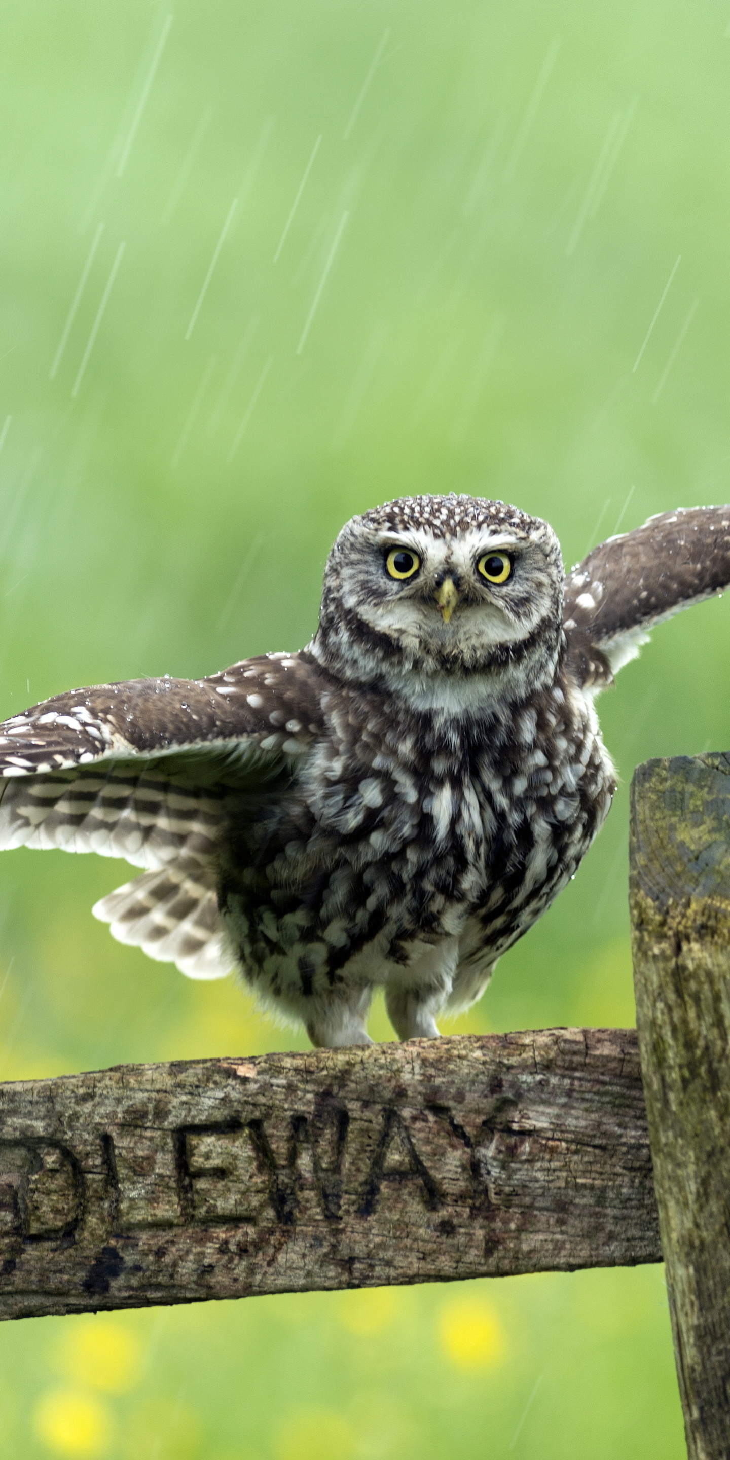 Free download wallpaper Birds, Owl, Bird, Animal, Depth Of Field on your PC desktop