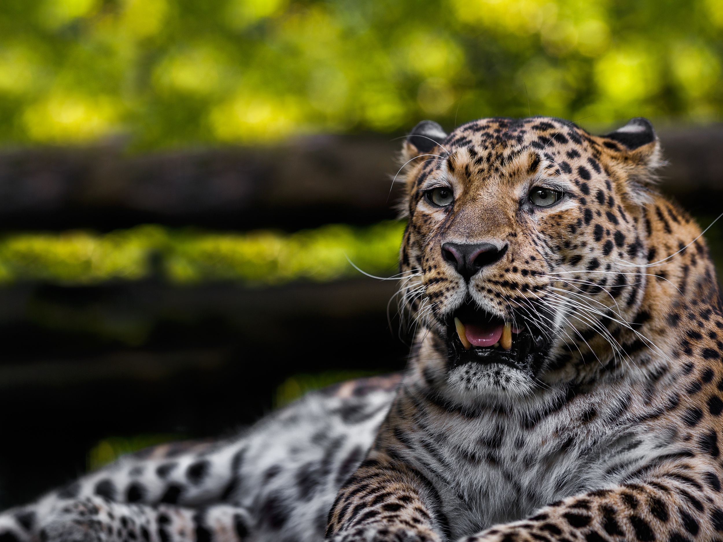 Download mobile wallpaper Cats, Leopard, Animal for free.