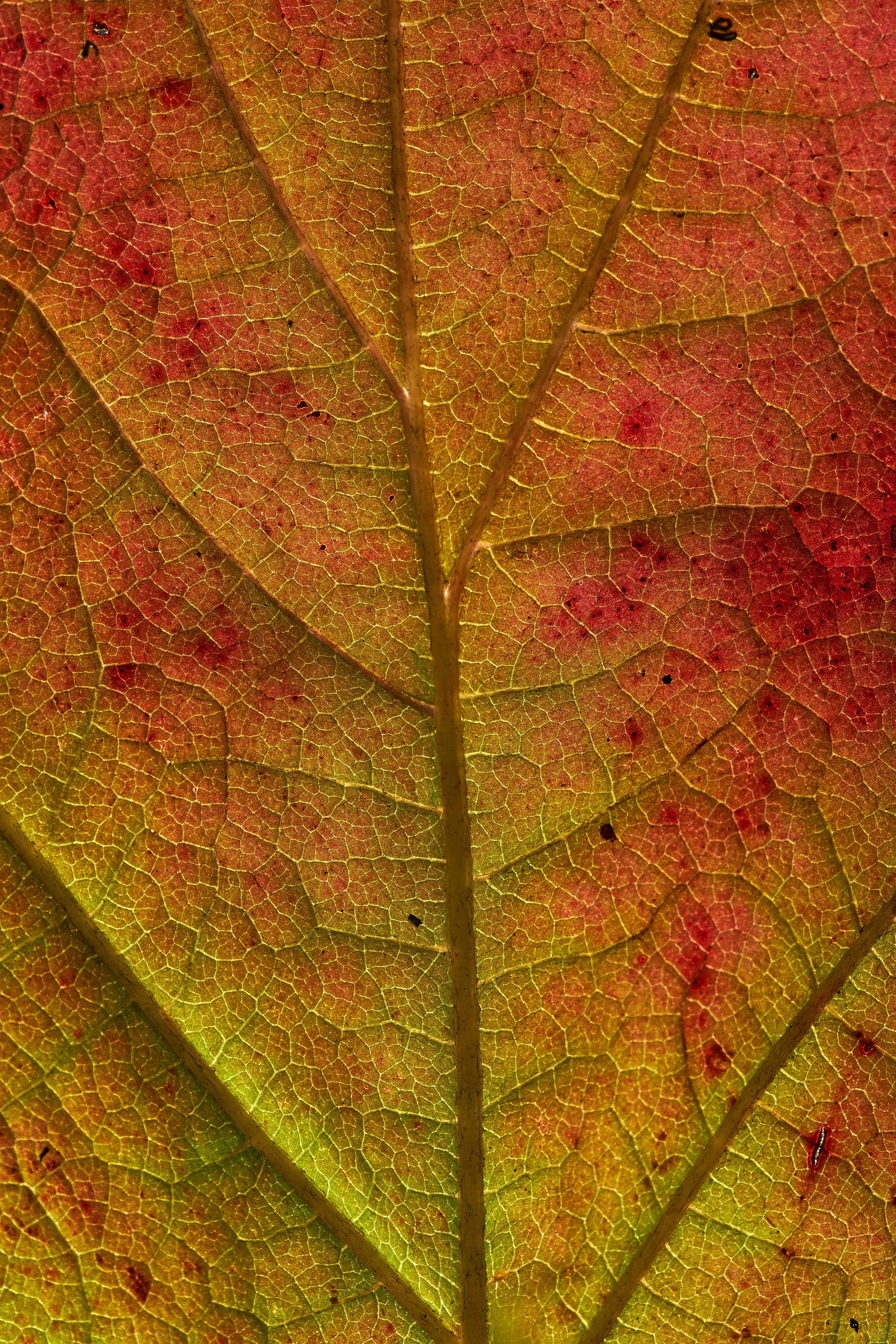 Free download wallpaper Macro, Sheet, Leaf, Veins, Autumn on your PC desktop
