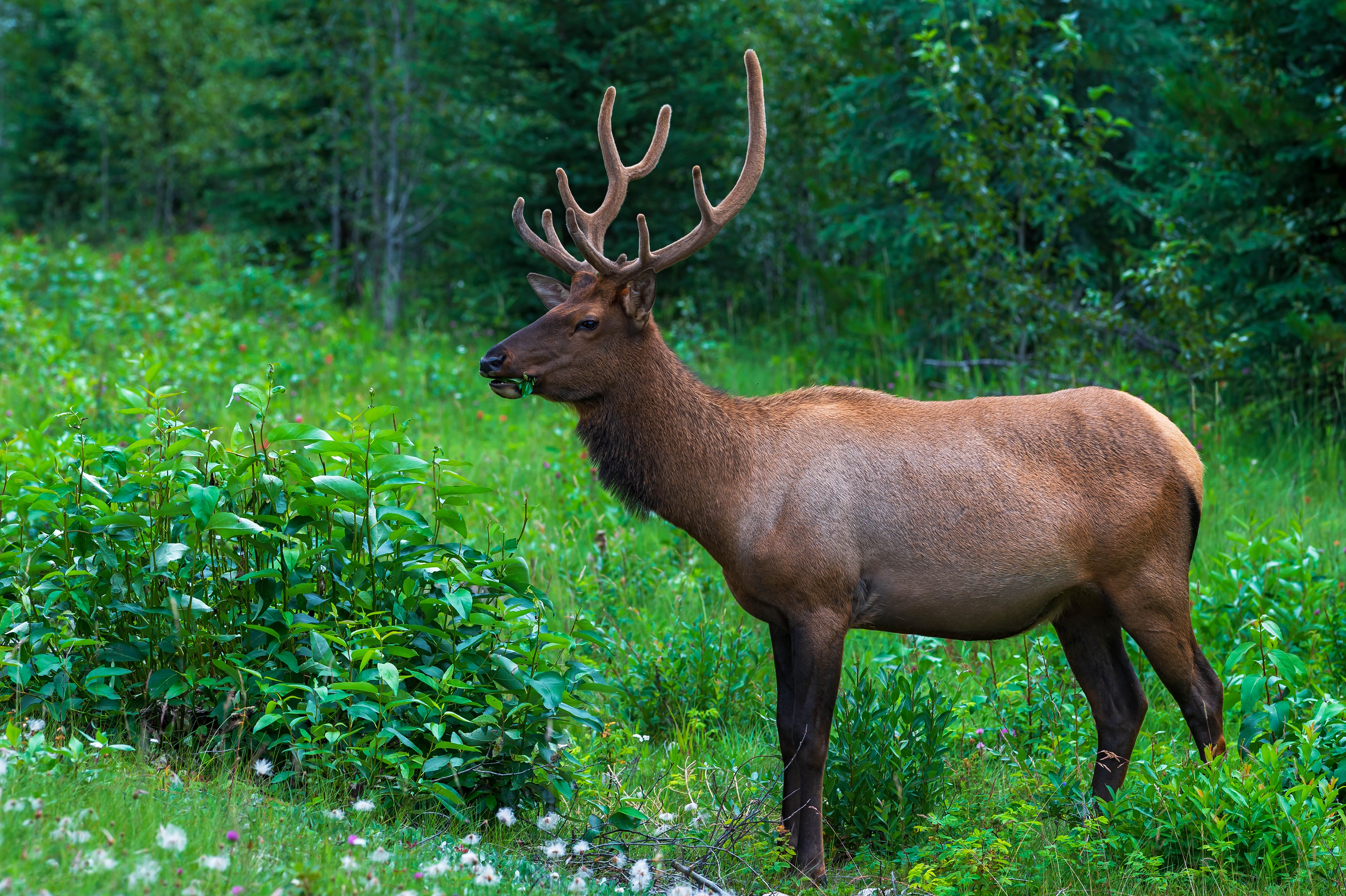 Free download wallpaper Animal, Deer, Profile on your PC desktop