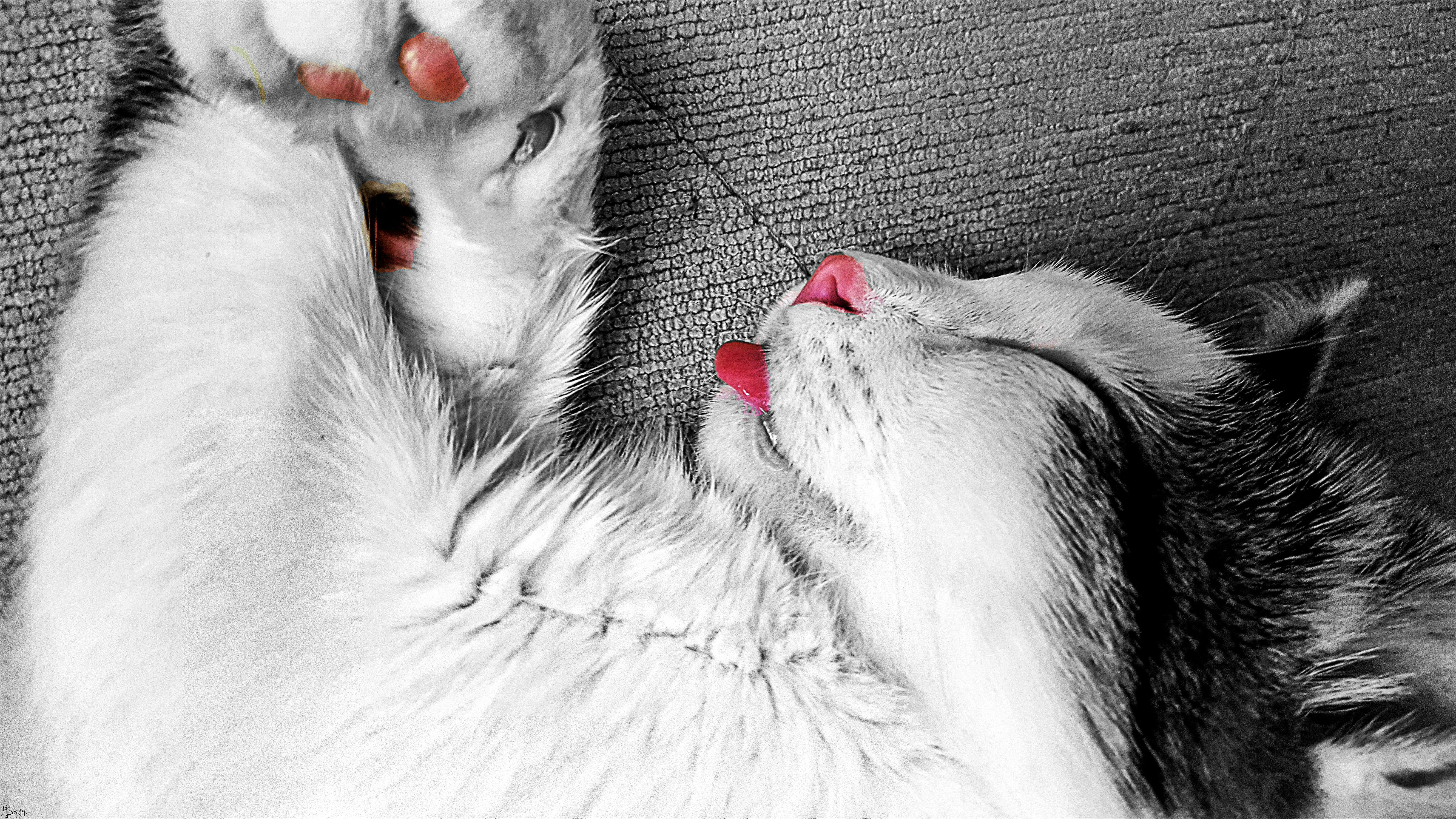 Handy-Wallpaper Tiere, Katzen, Katze, Schlafen kostenlos herunterladen.