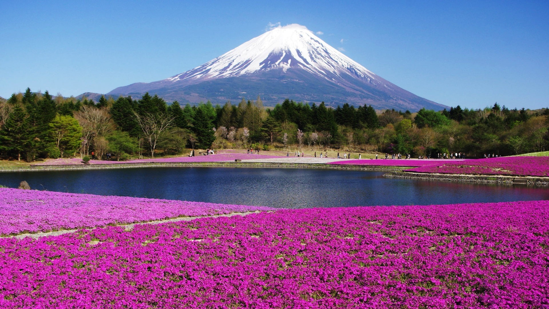Descarga gratuita de fondo de pantalla para móvil de Paisaje, Montaña, Lago, Flor, Monte Fuji, Volcanes, Tierra/naturaleza.