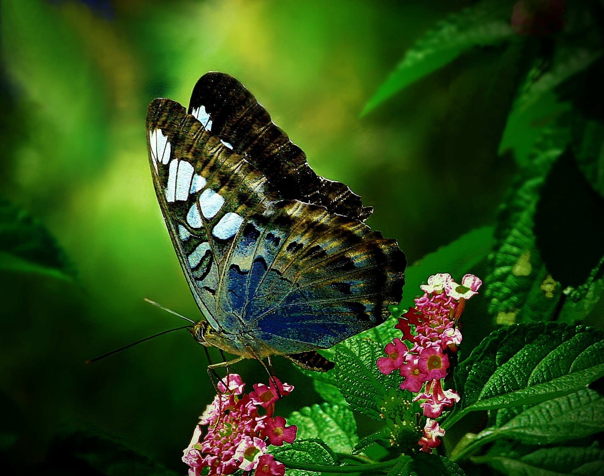 Laden Sie das Tiere, Schmetterlinge, Blume, Nahansicht-Bild kostenlos auf Ihren PC-Desktop herunter