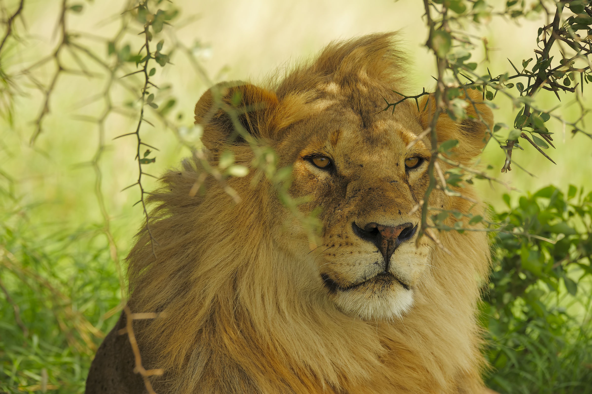 Téléchargez des papiers peints mobile Animaux, Chats, Lion gratuitement.