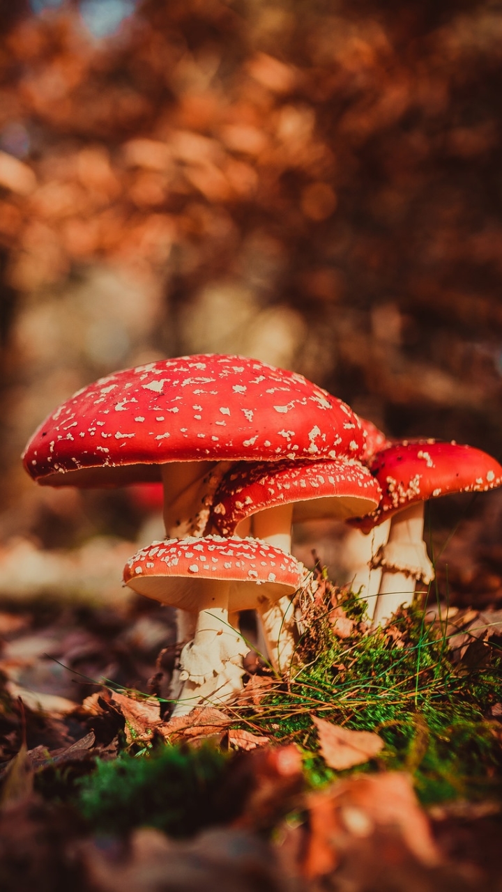 Download mobile wallpaper Nature, Close Up, Fall, Earth, Mushroom, Bokeh for free.