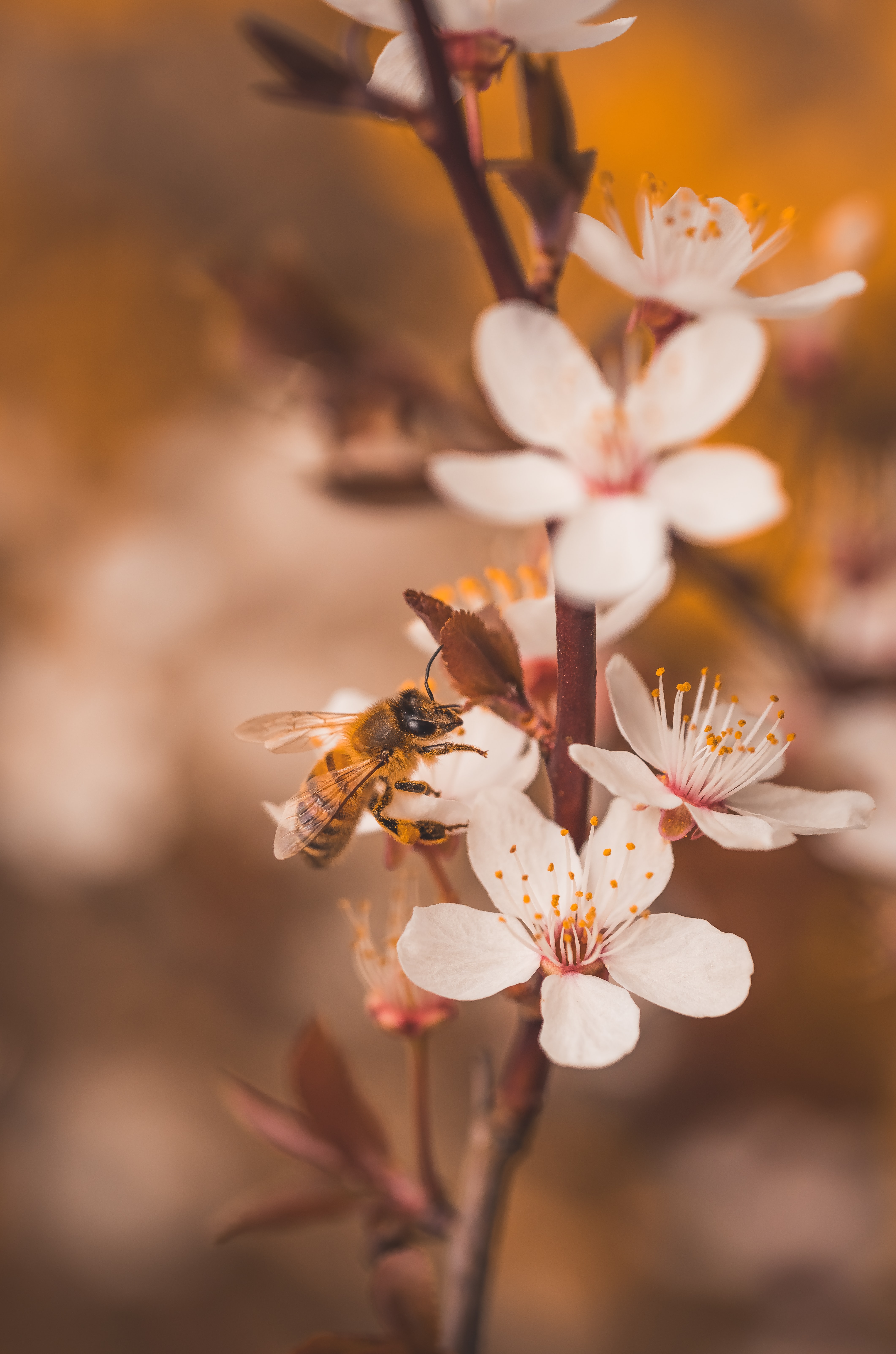 Скачать картинку Пчела, Ветки, Макро, Насекомое, Цветы, Вишня в телефон бесплатно.