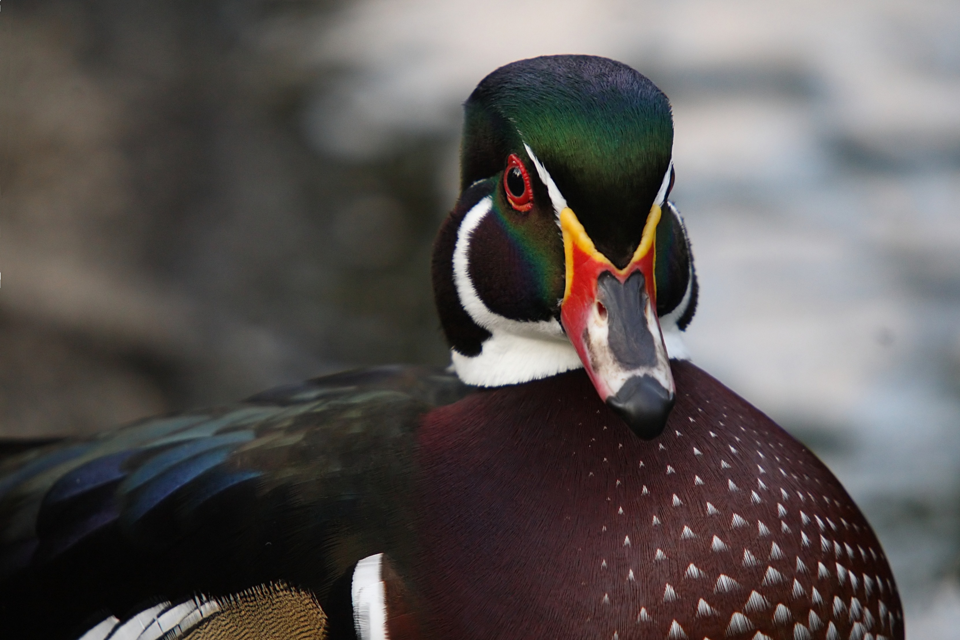 Free download wallpaper Birds, Animal, Duck, Wood Duck on your PC desktop