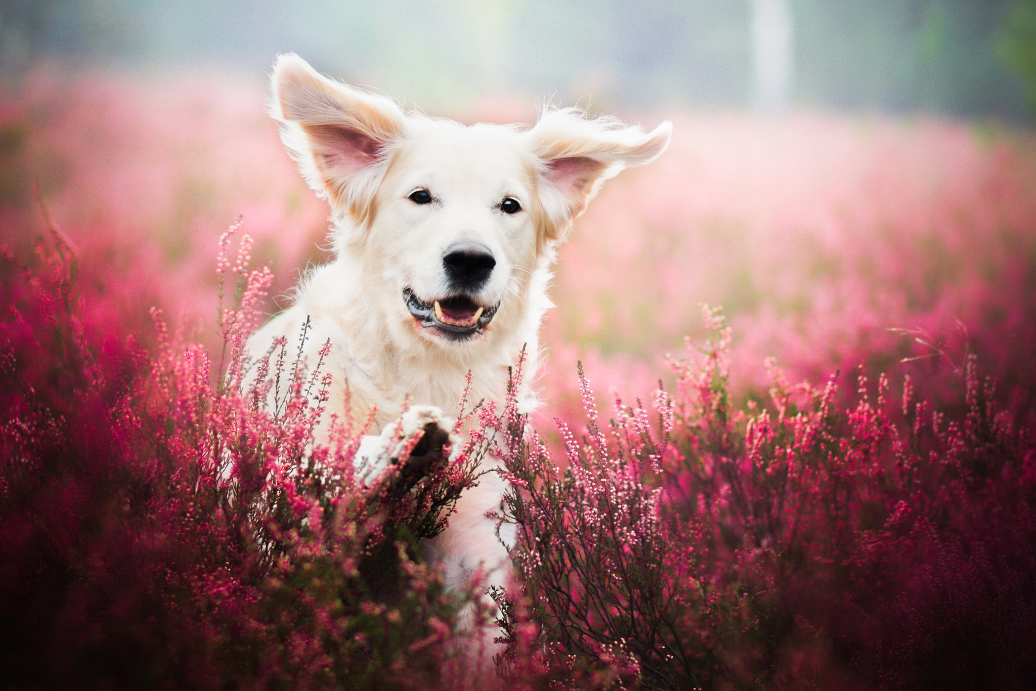 PCデスクトップに動物, 犬, 子犬, ボケ, ラベンダー画像を無料でダウンロード