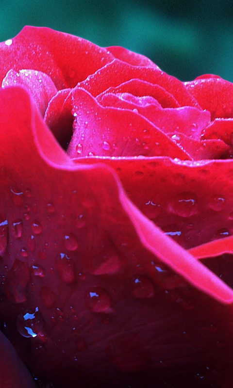 Handy-Wallpaper Blumen, Blume, Rose, Rote Rose, Wassertropfen, Rote Blume, Erde/natur kostenlos herunterladen.