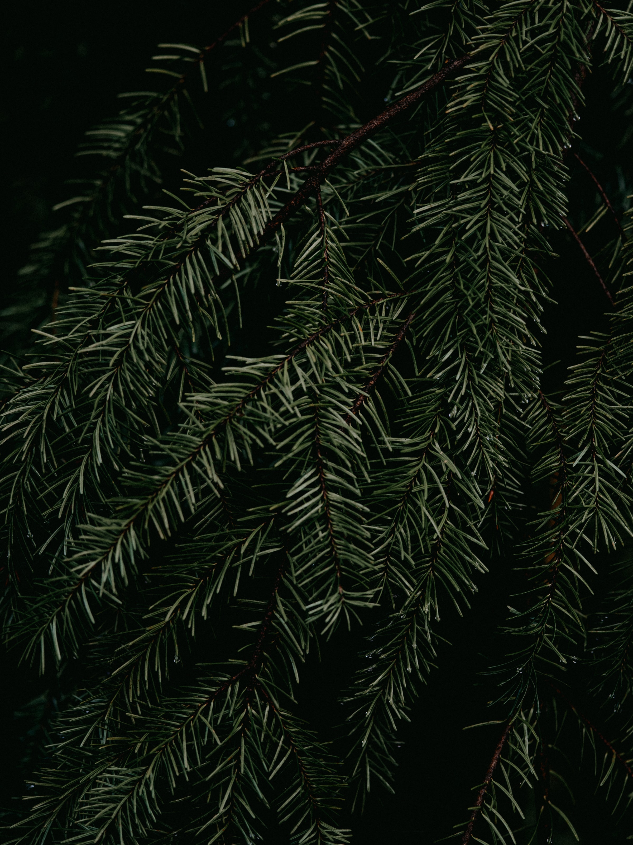 Free download wallpaper Pine, Macro, Branch, Needles, Plant on your PC desktop