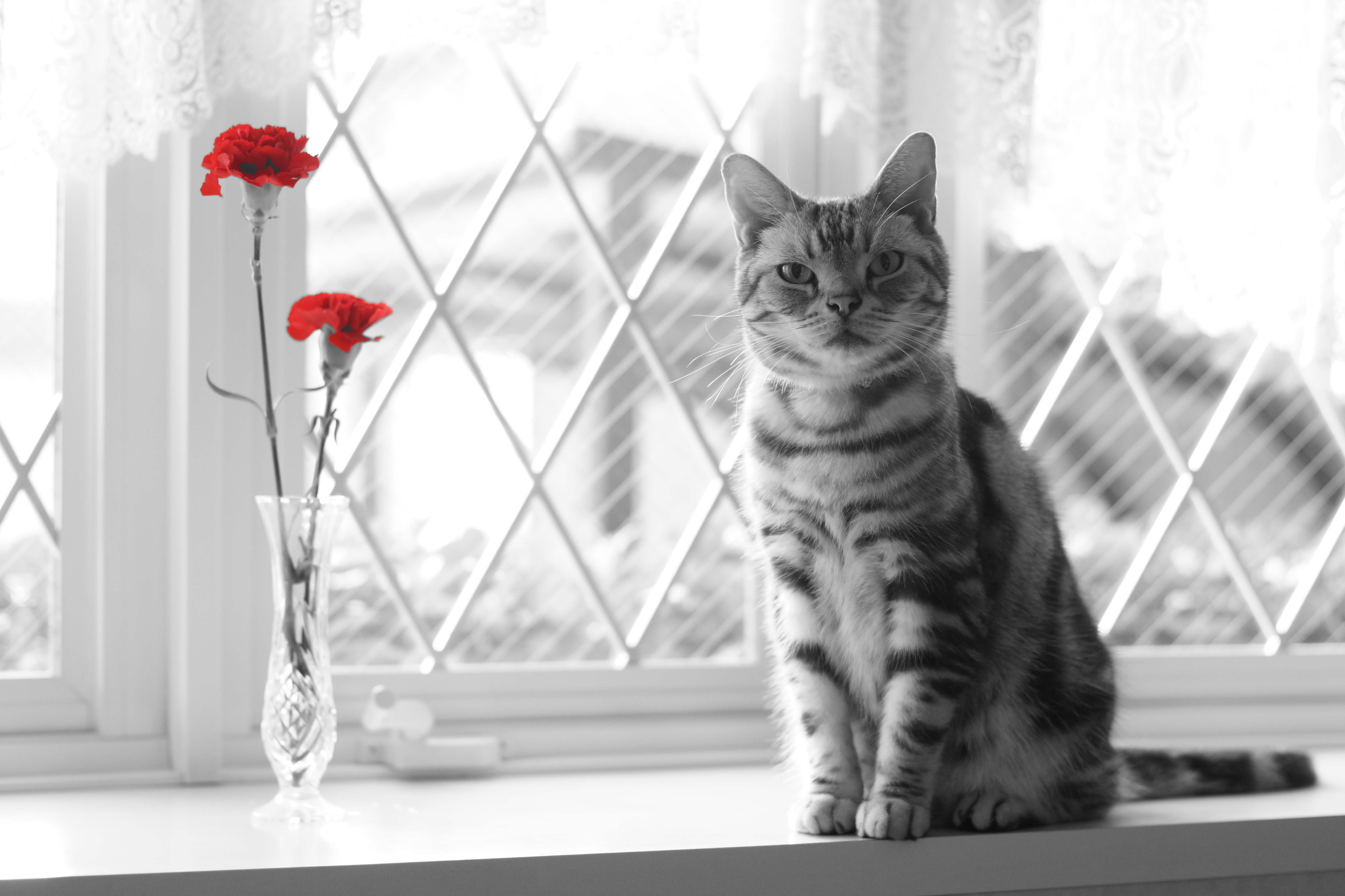 Download mobile wallpaper Cats, Cat, Animal, Red Flower, Selective Color for free.