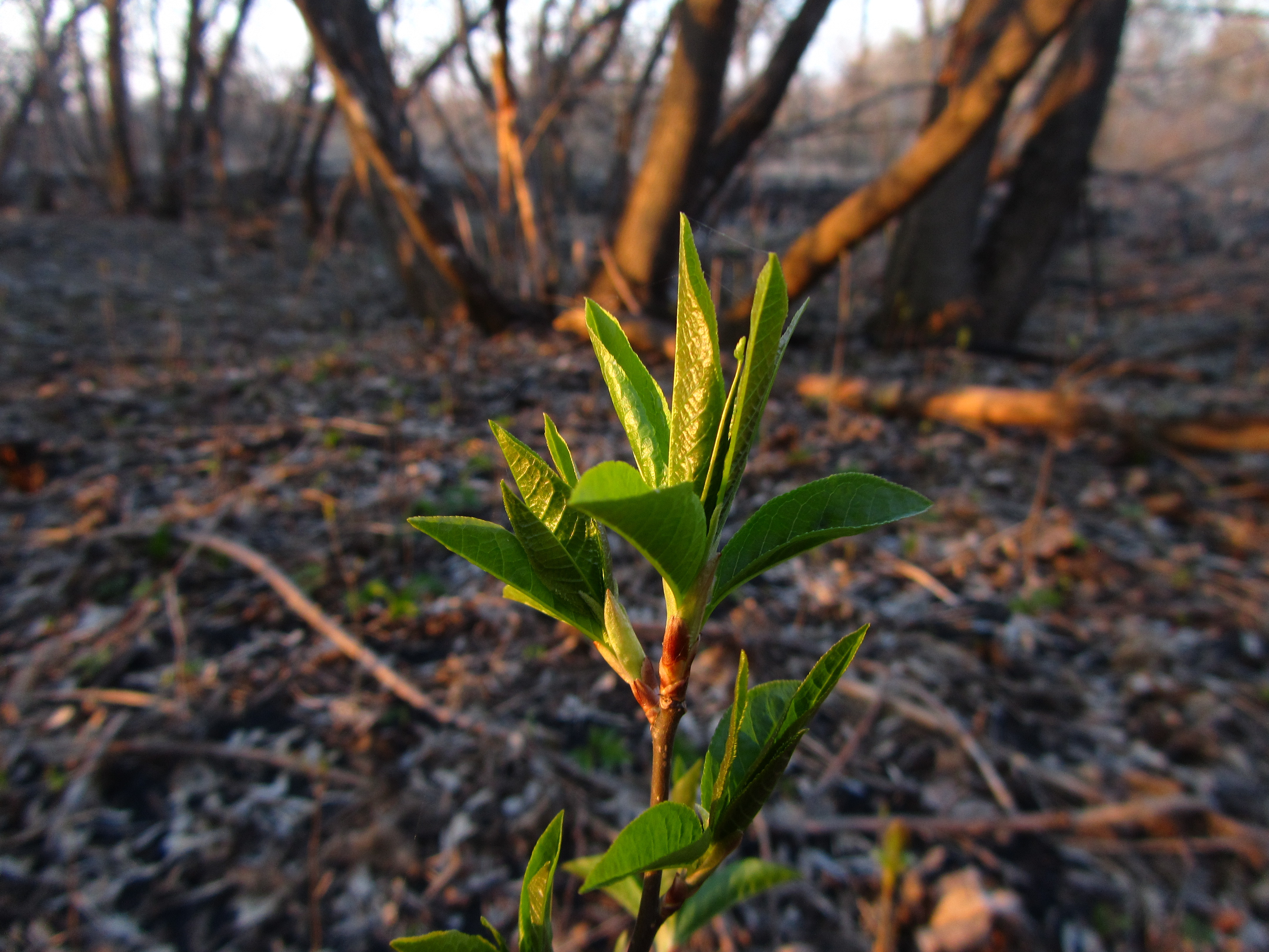 Free download wallpaper Branch, Earth on your PC desktop