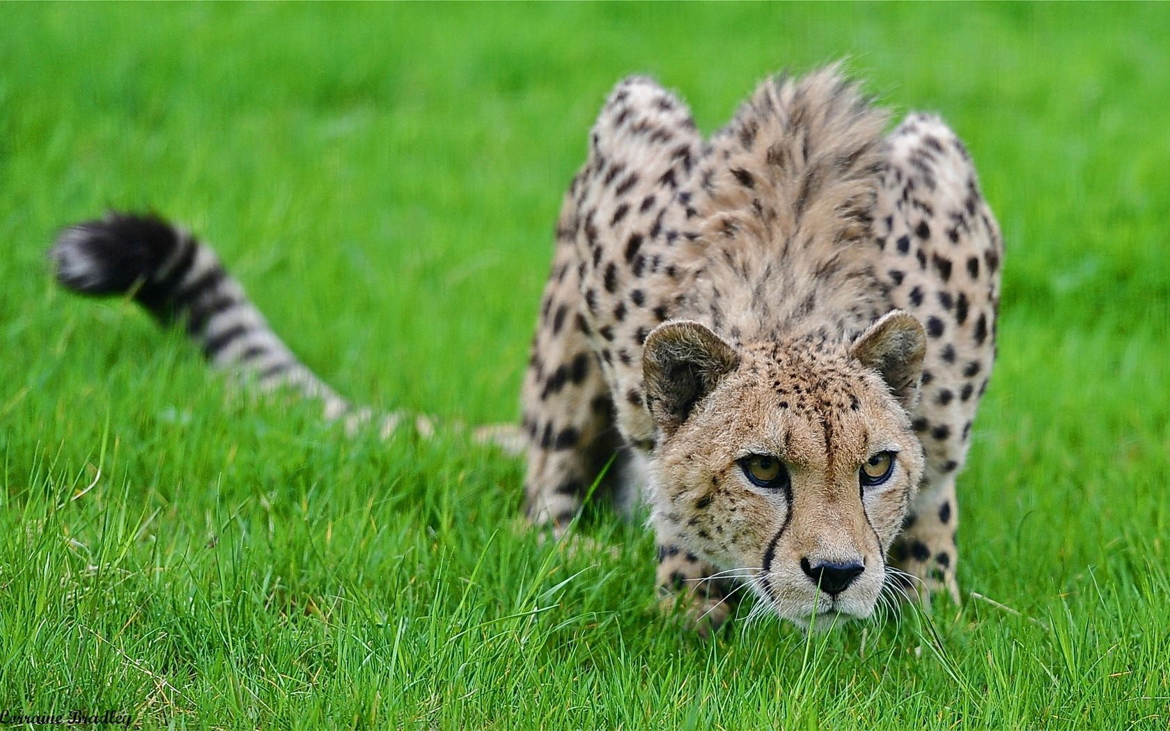animals, grass, cheetah, spotted, spotty, big cat, hide, hunting, hunt, pose, lurk