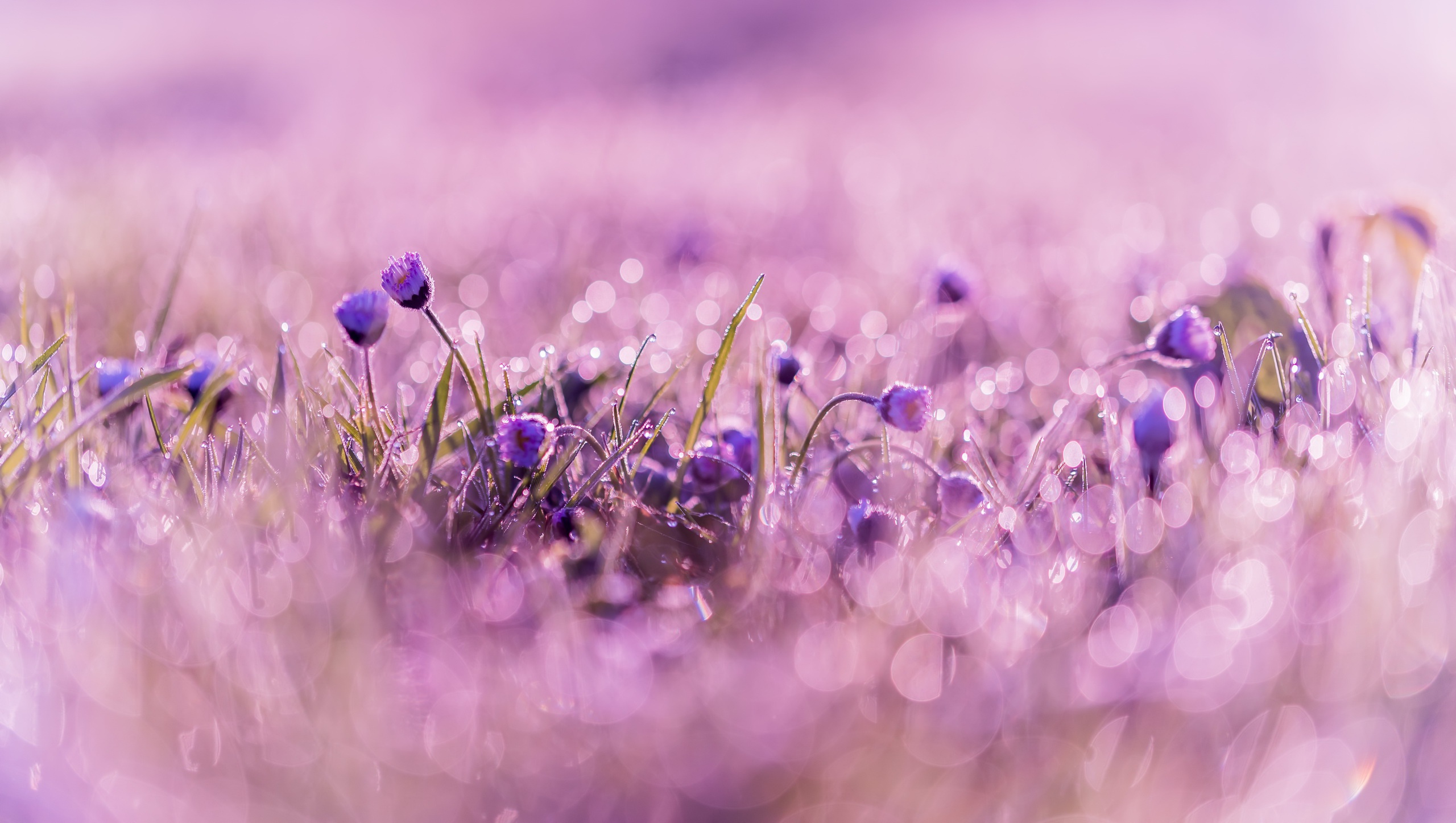 Download mobile wallpaper Nature, Flowers, Flower, Macro, Earth, Bokeh, Purple Flower for free.