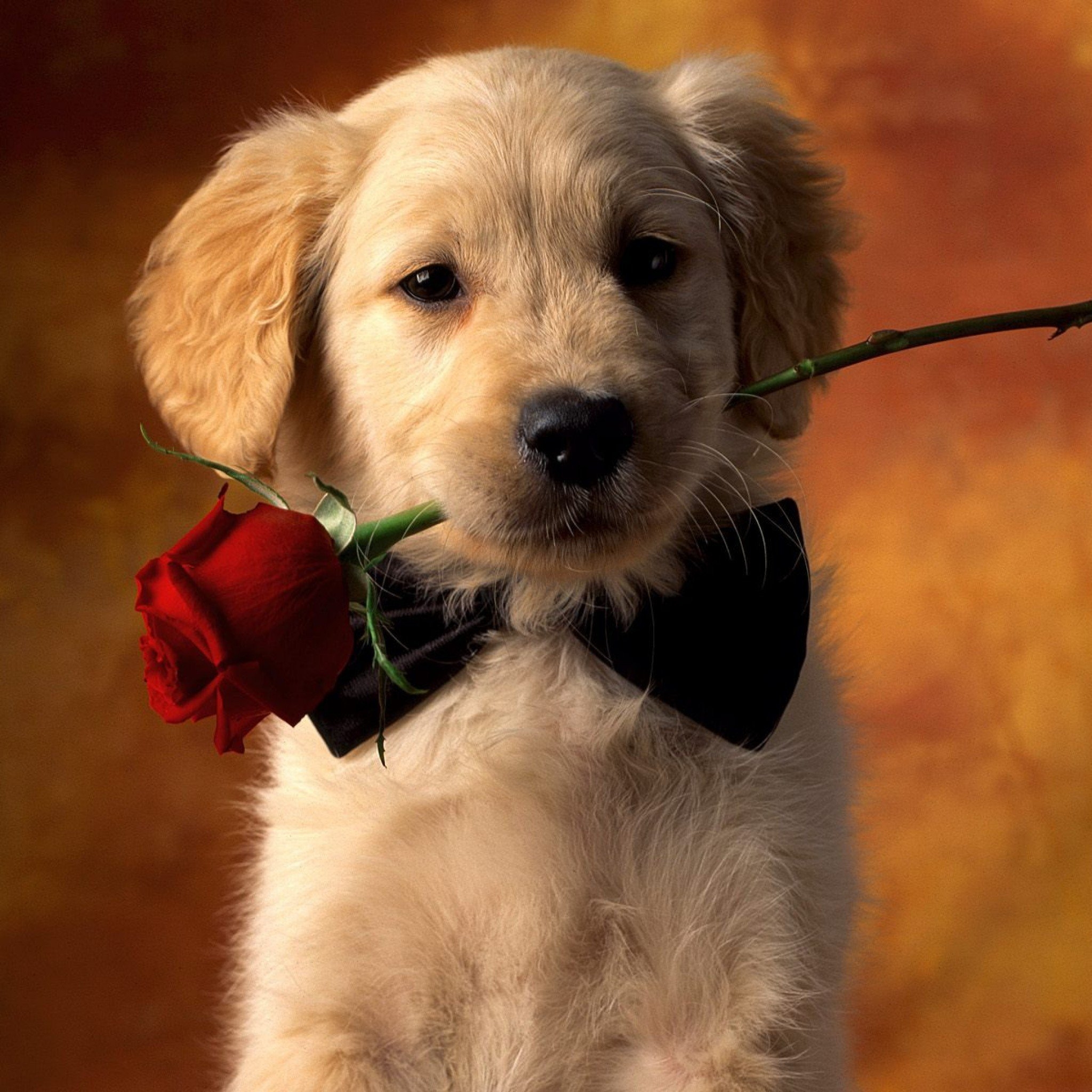 Free download wallpaper Dogs, Animal, Puppy, Golden Retriever, Cute, Red Rose on your PC desktop