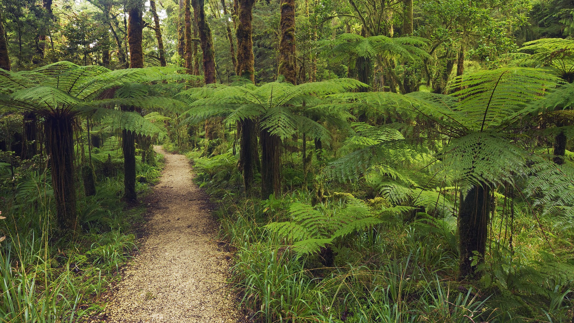 Handy-Wallpaper Wald, Erde/natur kostenlos herunterladen.