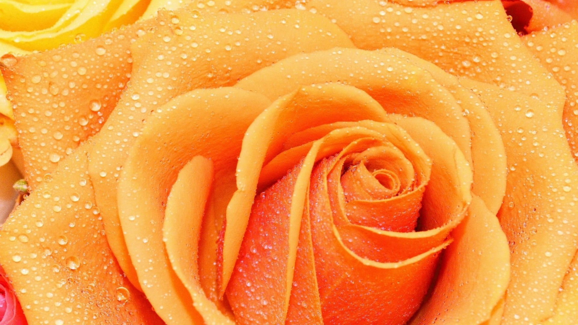 Free download wallpaper Flowers, Flower, Rose, Close Up, Earth, Water Drop, Peach Flower on your PC desktop