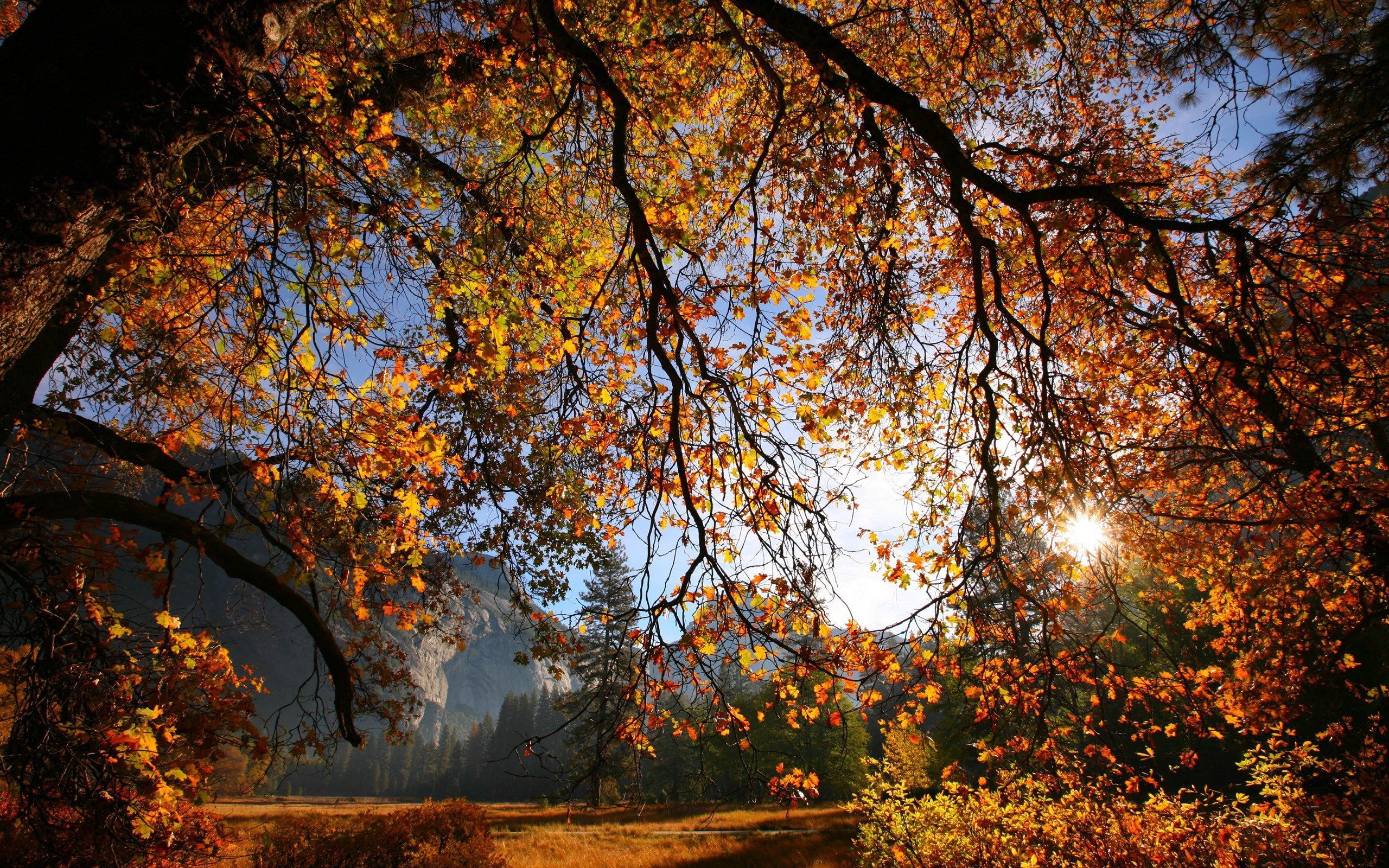 73874 descargar imagen naturaleza, otoño, hojas, sol, oro, lumen, amarillo, madera, árbol, rama, abertura: fondos de pantalla y protectores de pantalla gratis