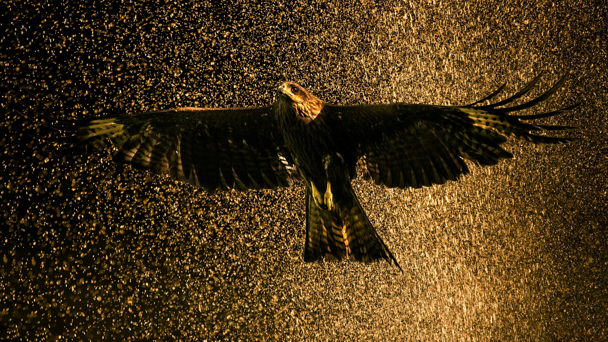 Téléchargez des papiers peints mobile Animaux, Oiseau, Faucon, Des Oiseaux, Oiseau De Proie gratuitement.