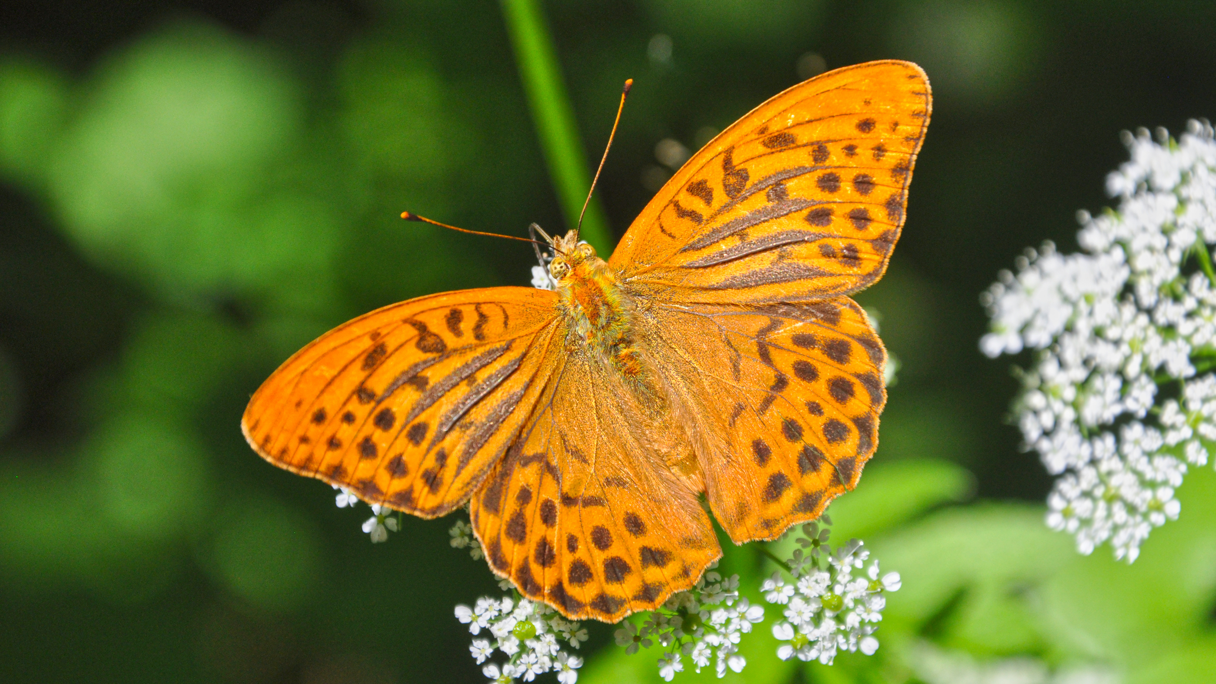 Download mobile wallpaper Butterfly, Animal for free.