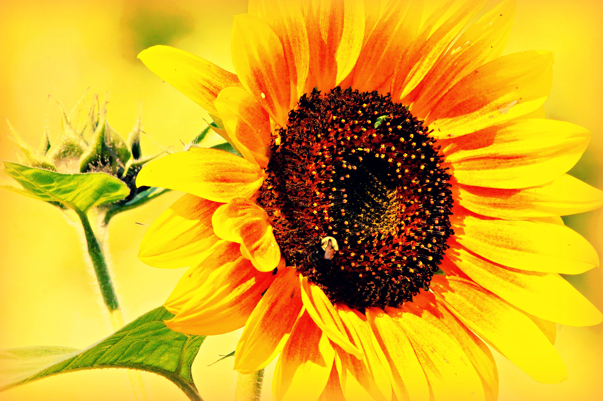 Free download wallpaper Nature, Flowers, Summer, Flower, Close Up, Earth, Sunflower, Yellow Flower on your PC desktop