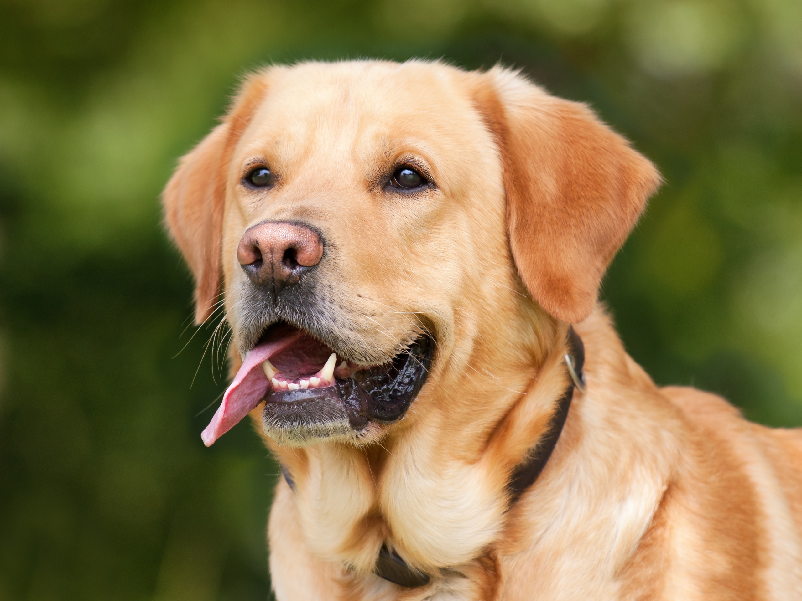 labrador, animals, dog, muzzle, protruding tongue, tongue stuck out HD wallpaper