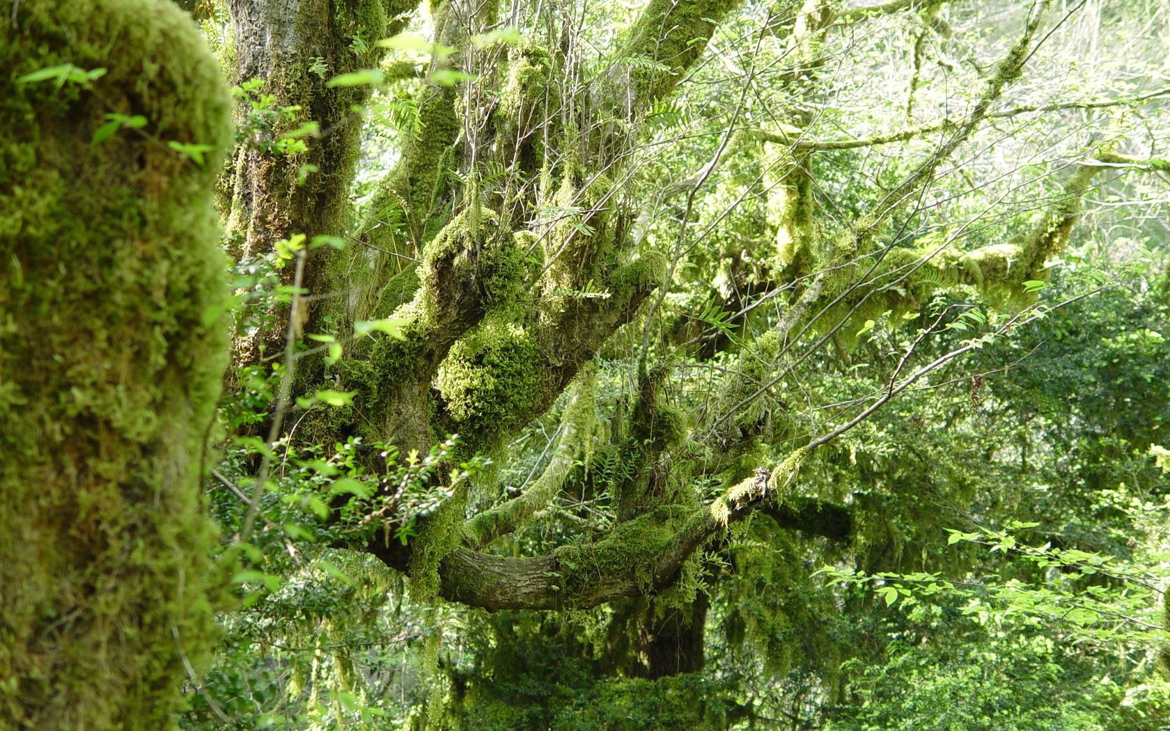 Téléchargez gratuitement l'image Forêt, Branches, Mousse, Fourré, Fourrés, Nature sur le bureau de votre PC