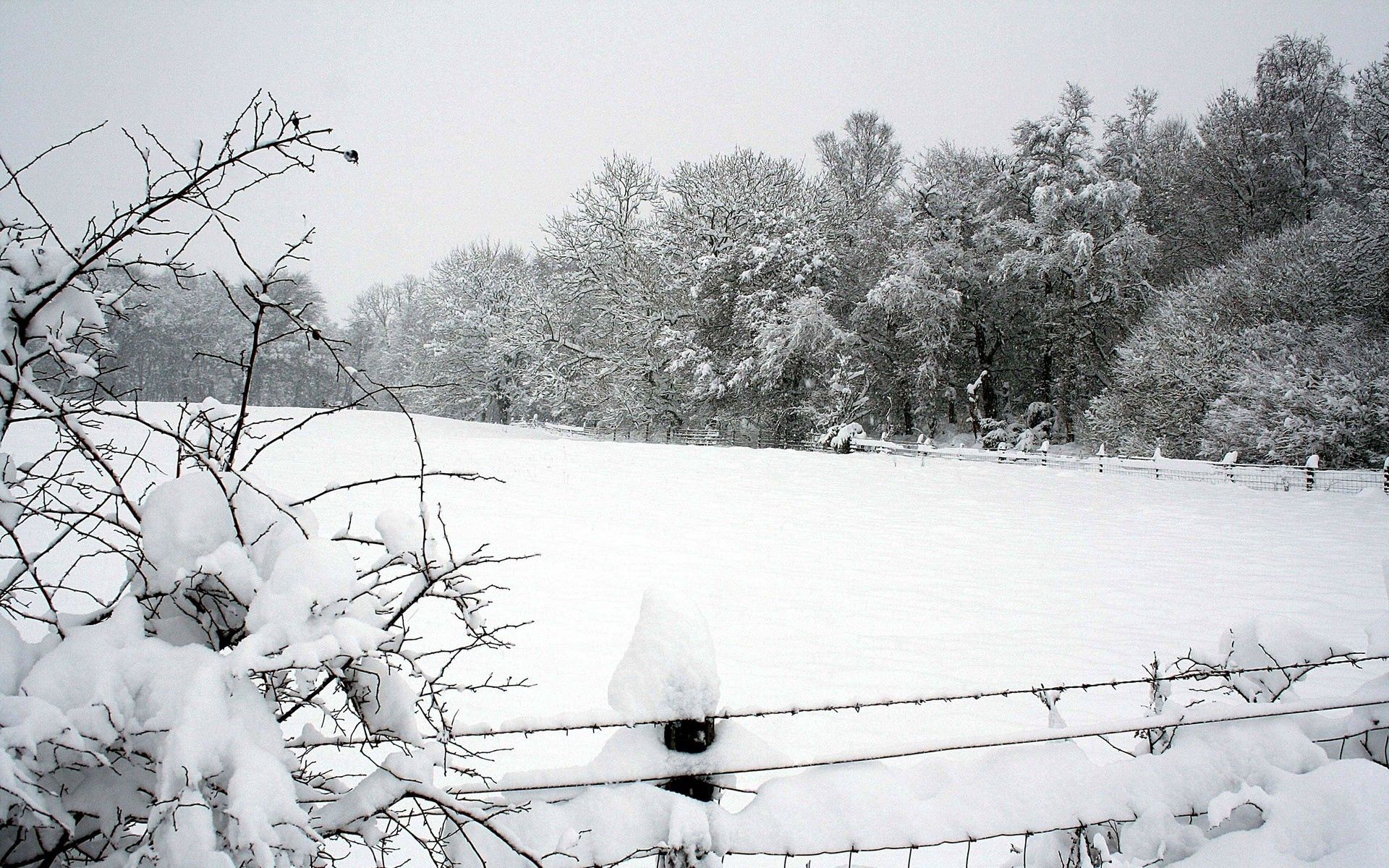 winter, nature, trees, snow, park, fence, drifts