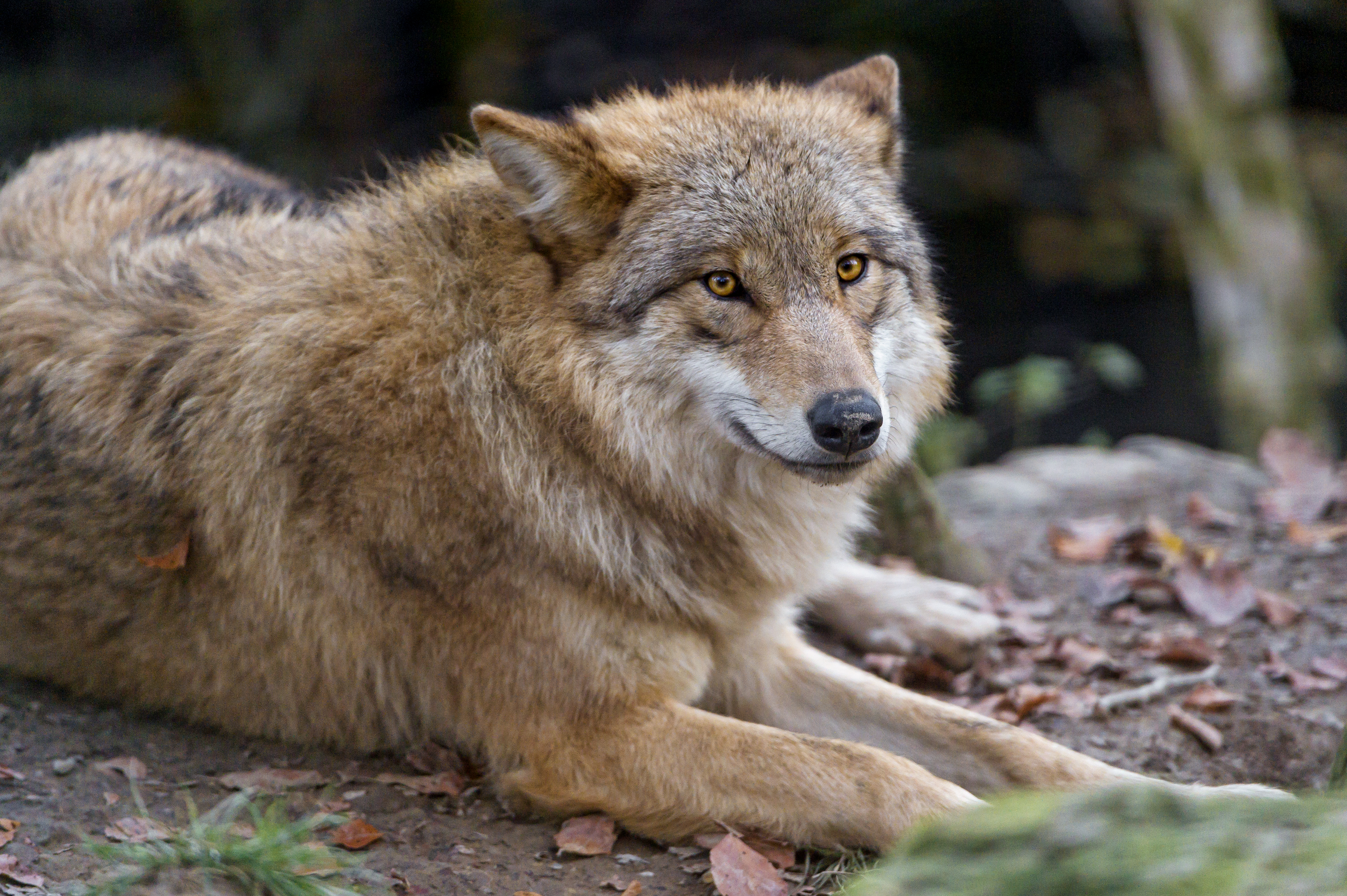 Laden Sie das Tiere, Wolf, Mongolischer Wolf, Wolves-Bild kostenlos auf Ihren PC-Desktop herunter