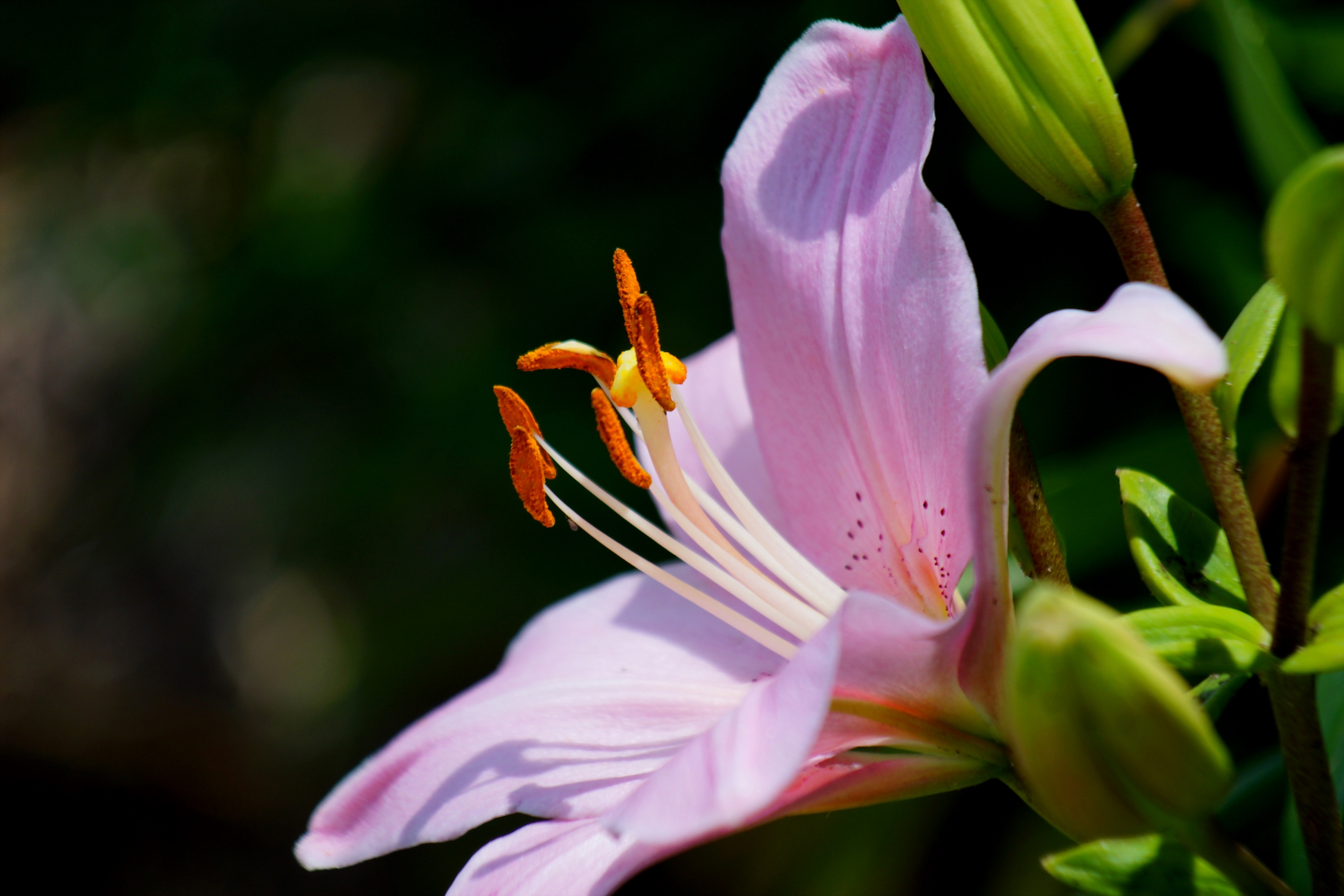 Baixe gratuitamente a imagem Flores, Flor, Macro, Lírio, Bokeh, Terra/natureza na área de trabalho do seu PC